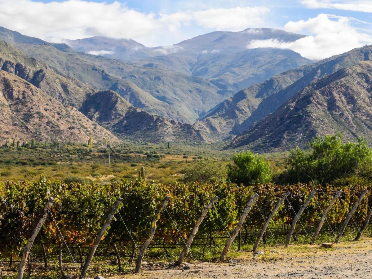 Cafayate vineyard