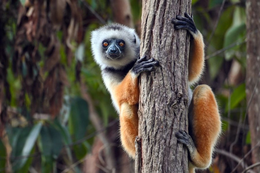 lemur