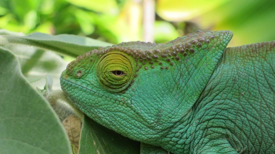 Chameleon 