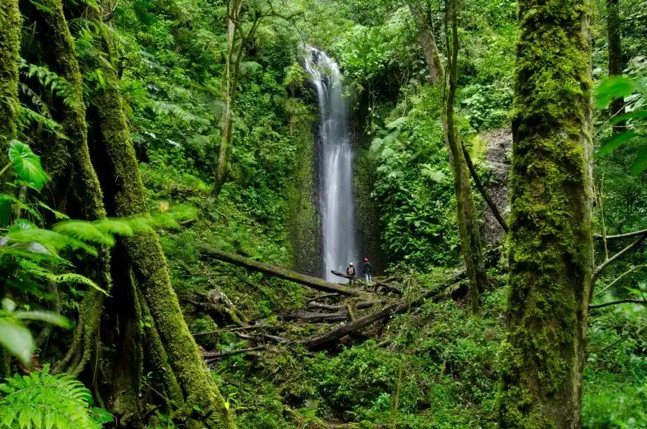 Cloud-Forest-Panama