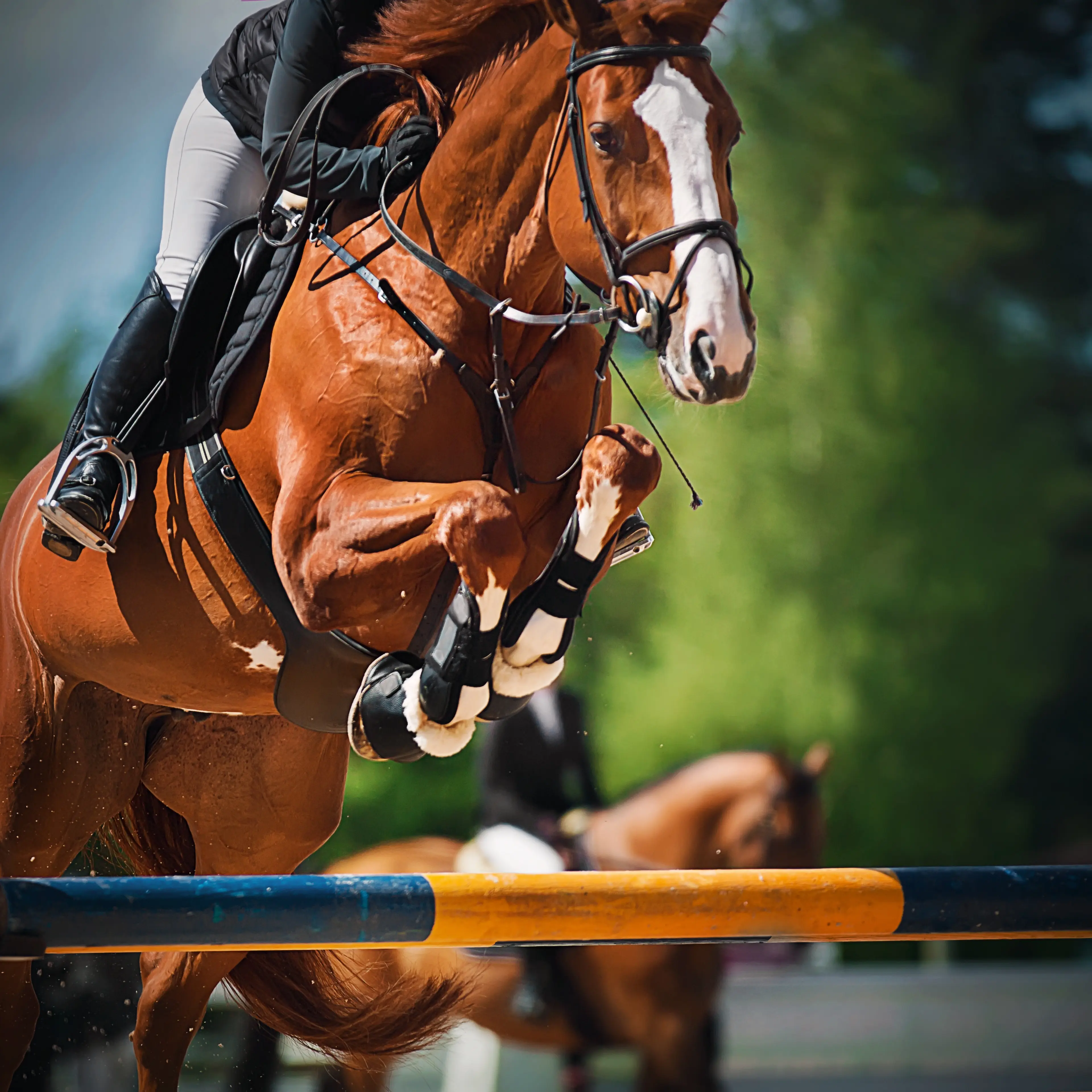 Tilbud Agria Oslo Horse Show