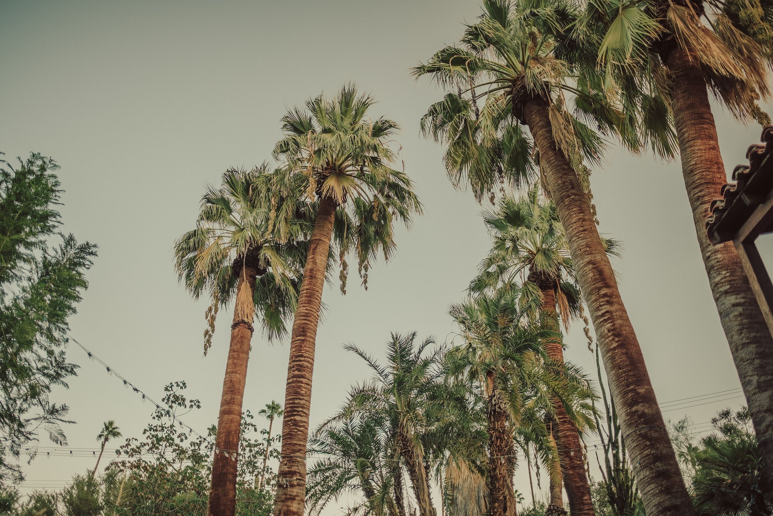 Moorten Botanical Garden Wedding, Palm Springs Wedding Venues, Palm Springs Wedding Photographer