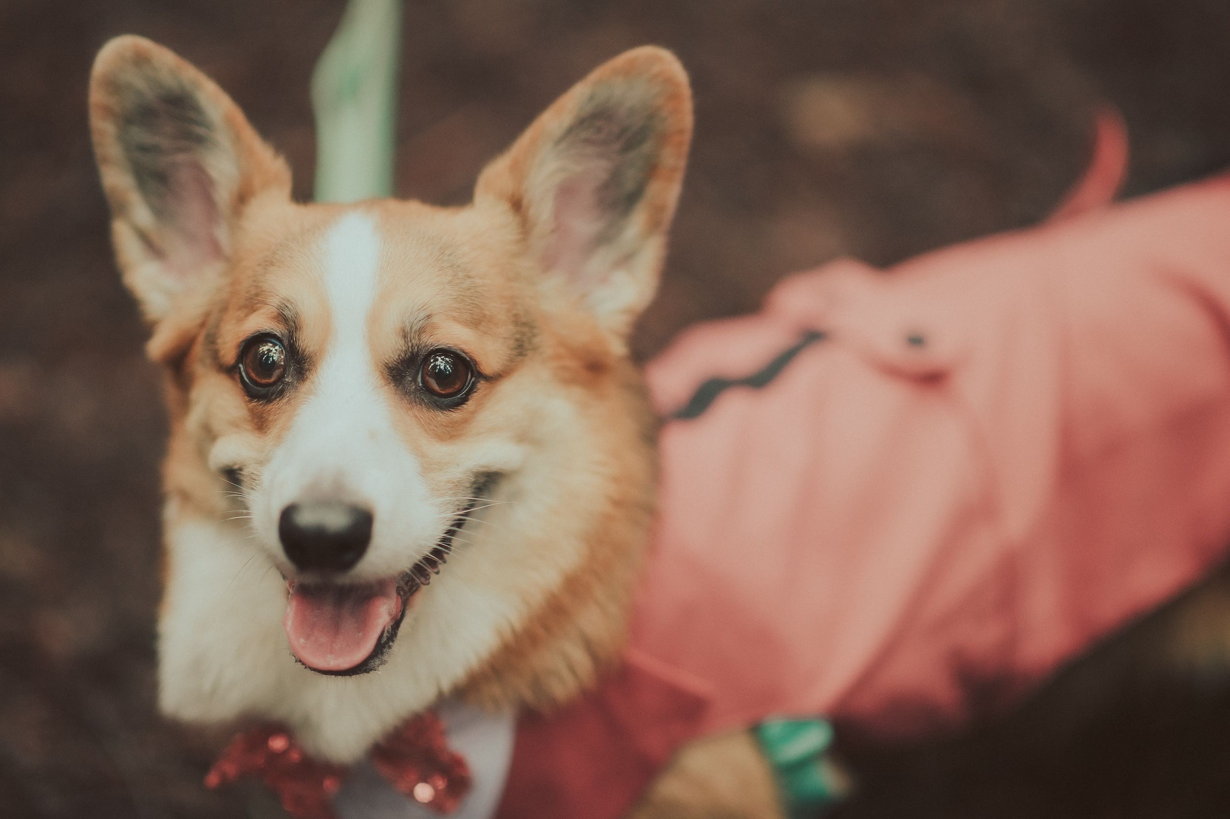 Henry Cowell Redwoods State Park Wedding, Woodhouse Brewery Wedding, Santa Cruz Wedding, James Lester Photography