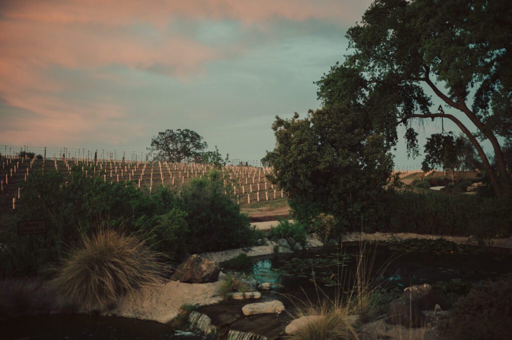 Bianchi Winery Wedding, Bianchi Winery and Tasting Room Wedding, James Lester Photography