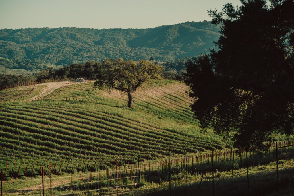 Photo from Oak and Vine Estate Wedding. Oak &amp;amp;amp;amp;amp;amp; Vine Vineyard Estate Wedding, San Luis Obispo Wedding Venue, James Lester Photography