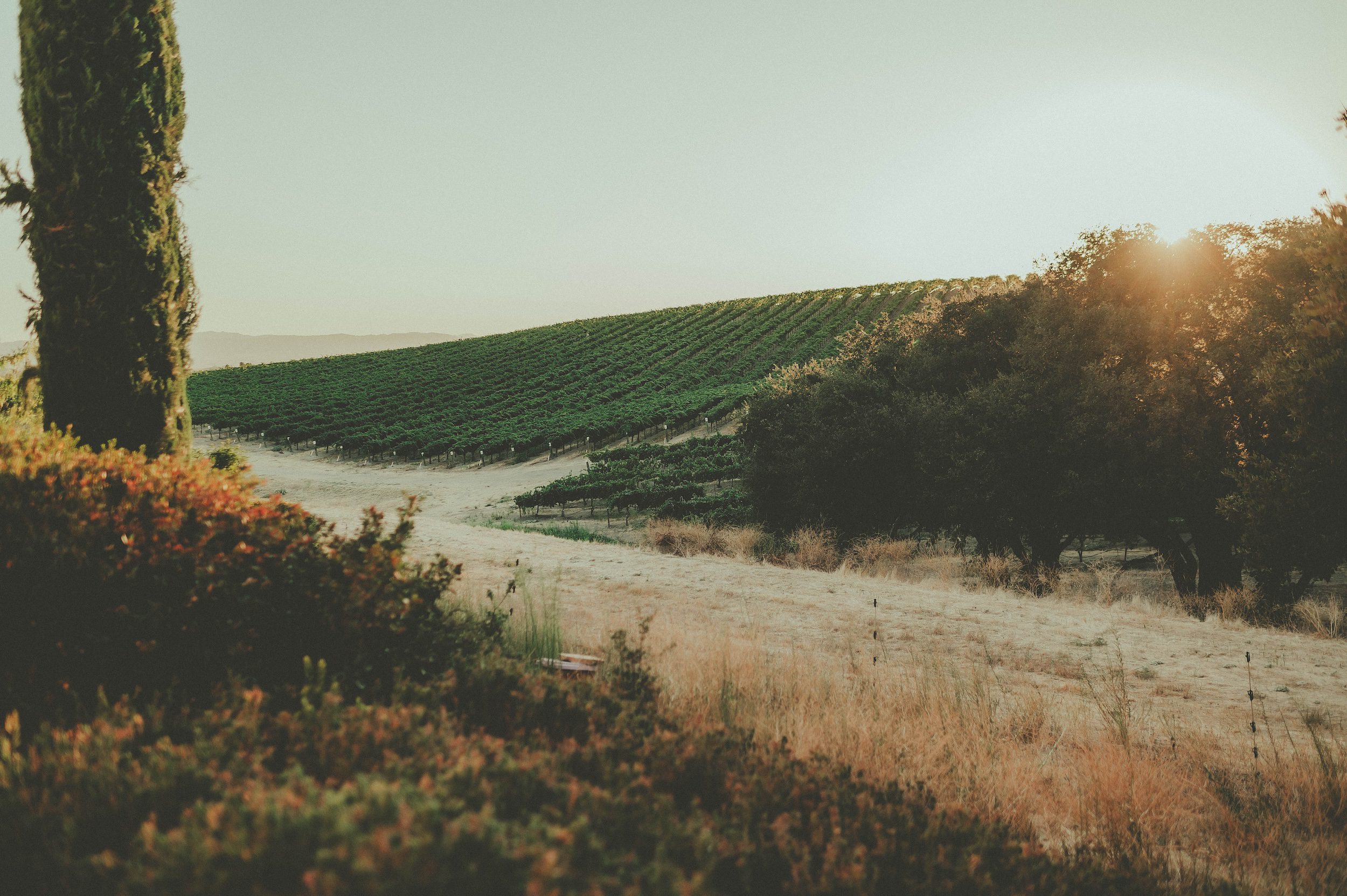 Villa San Juliette Wedding, Villa San Juliette Photos, Villa San Juliette Paso Robles, Paso Robles Wedding Photographer