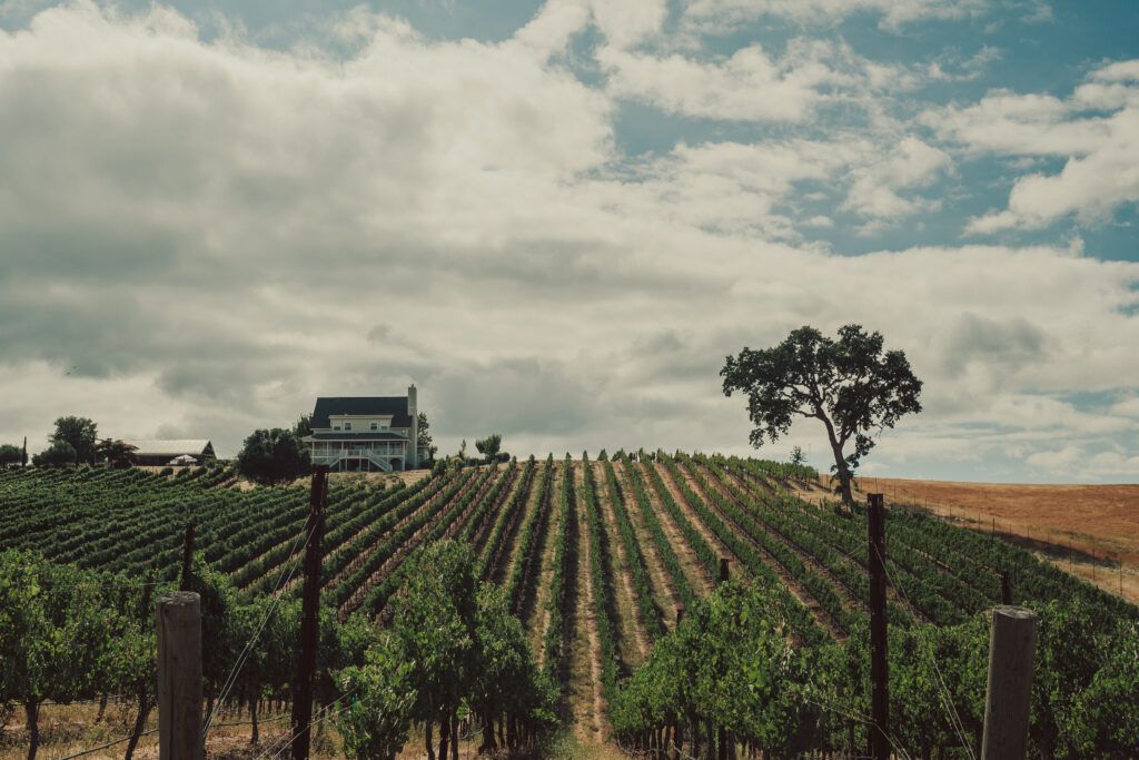 Ellas Vineyard Wedding, San Luis Obispo Wedding Photographer, James Lester Photography