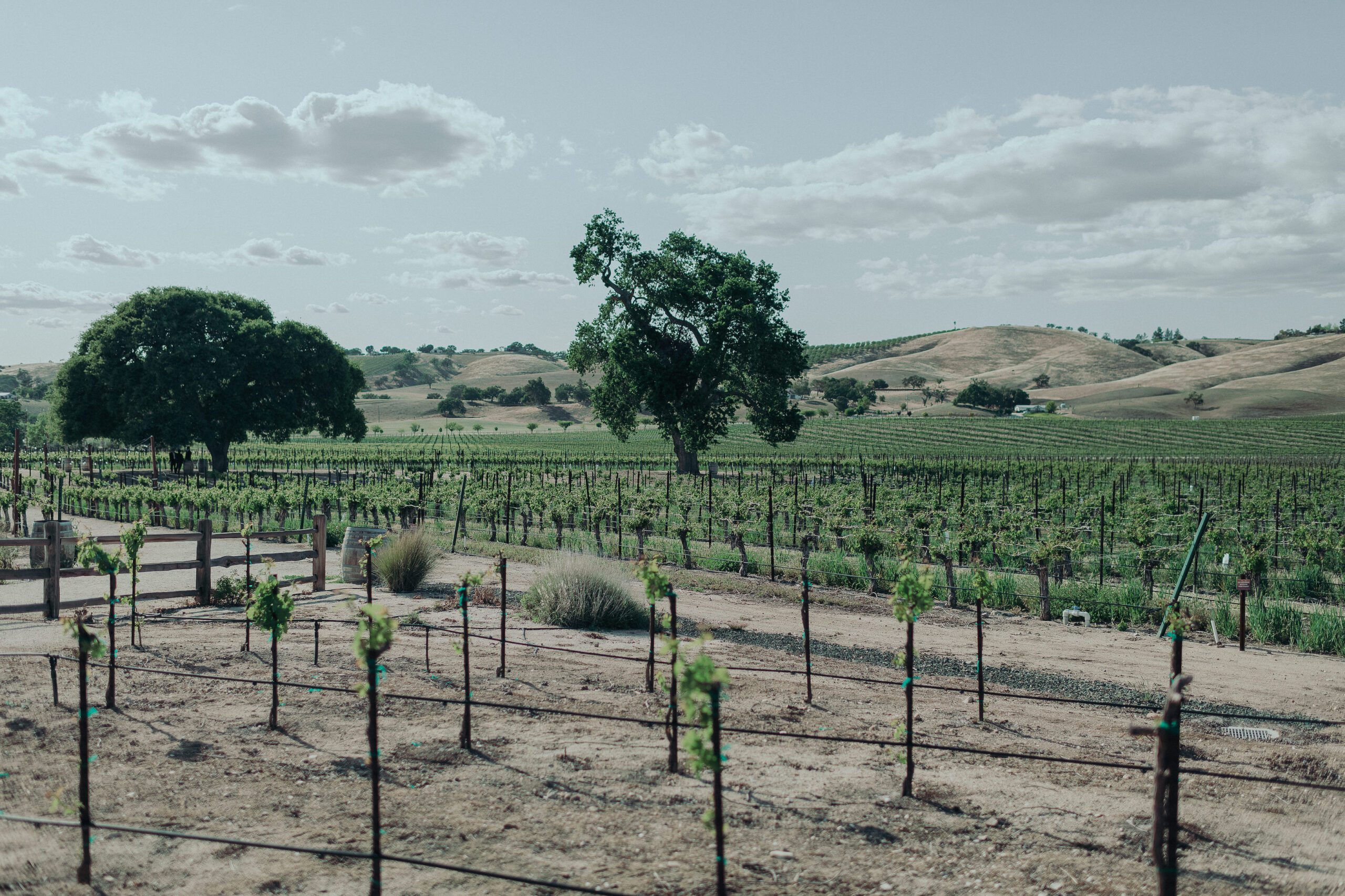 Cass Winery Wedding Paso Robles, Mission San Miguel Wedding, James Lester Photography, San Luis Obispo Wedding Photographer