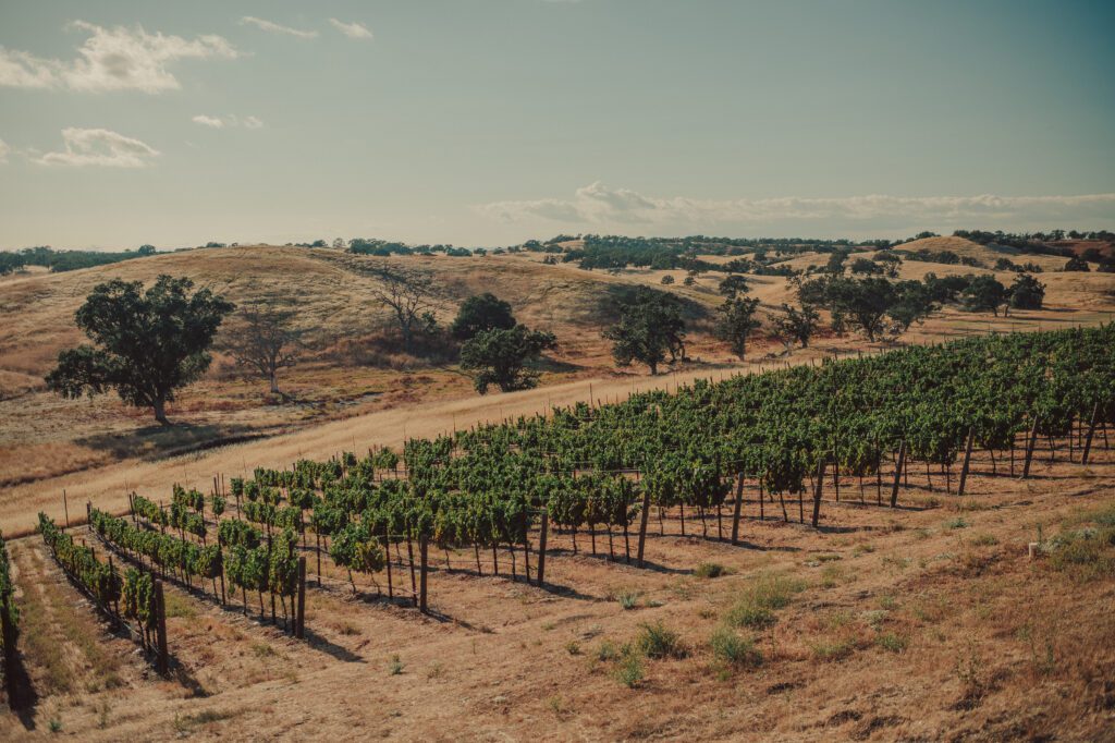 Ellas Vineyard Wedding, San Luis Obispo Wedding Photographer, James Lester Photography