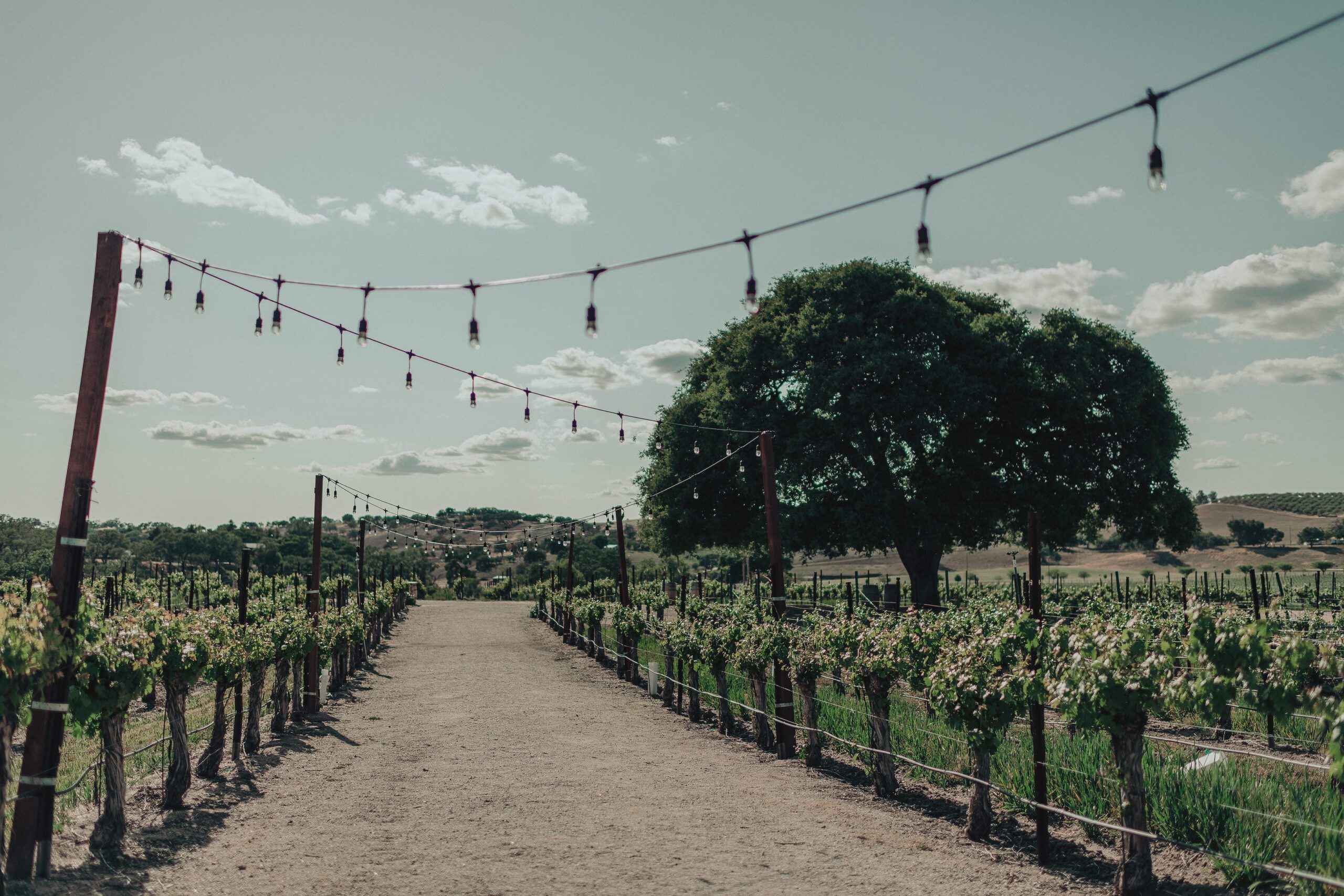 Cass Winery Wedding Paso Robles, Mission San Miguel Wedding, James Lester Photography, San Luis Obispo Wedding Photographer