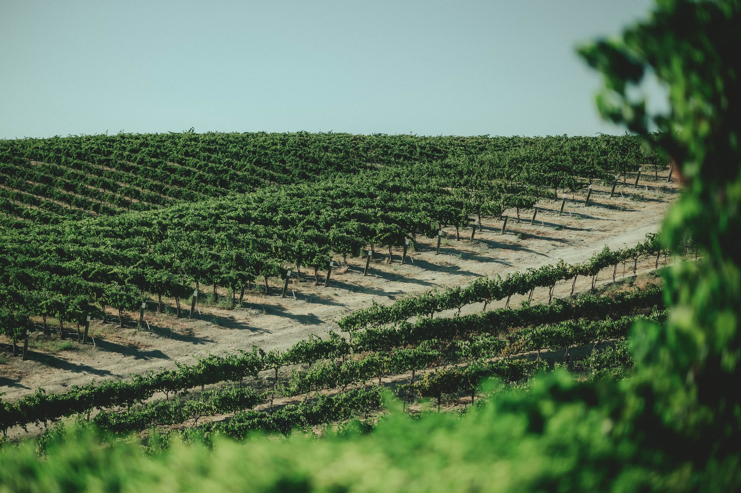 Villa San Juliette Wedding, Villa San Juliette Photos, Villa San Juliette Paso Robles, Paso Robles Wedding Photographer