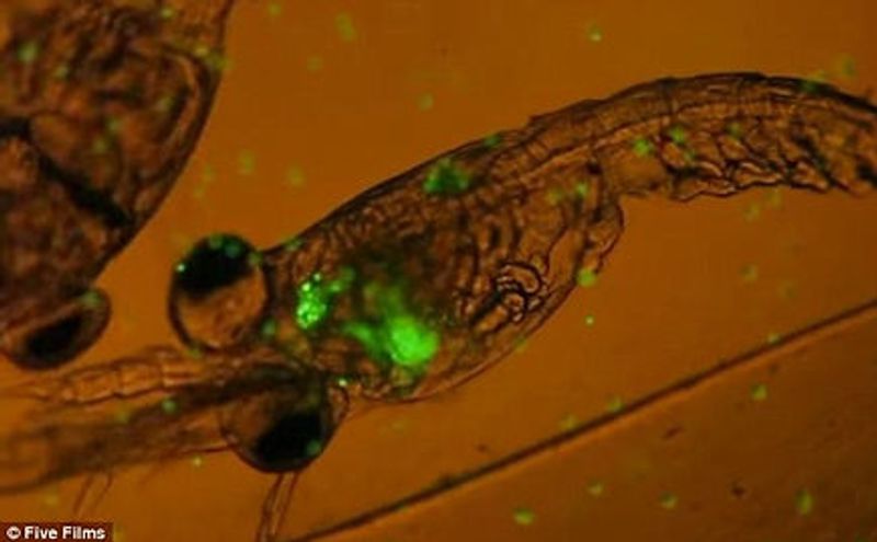 Microplastics in zooplankton. Photo credit Cole et al.