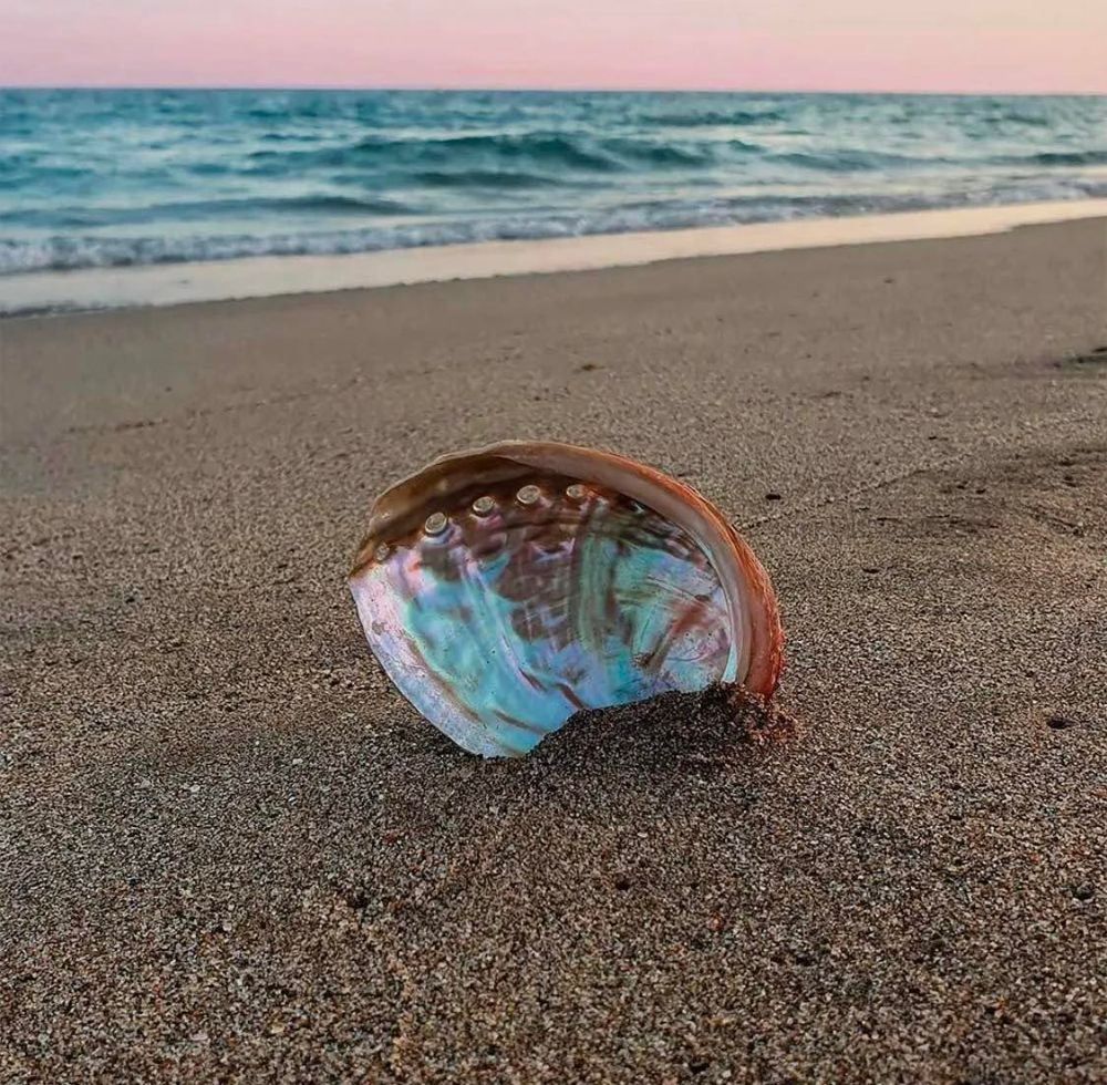 Abalone Shell