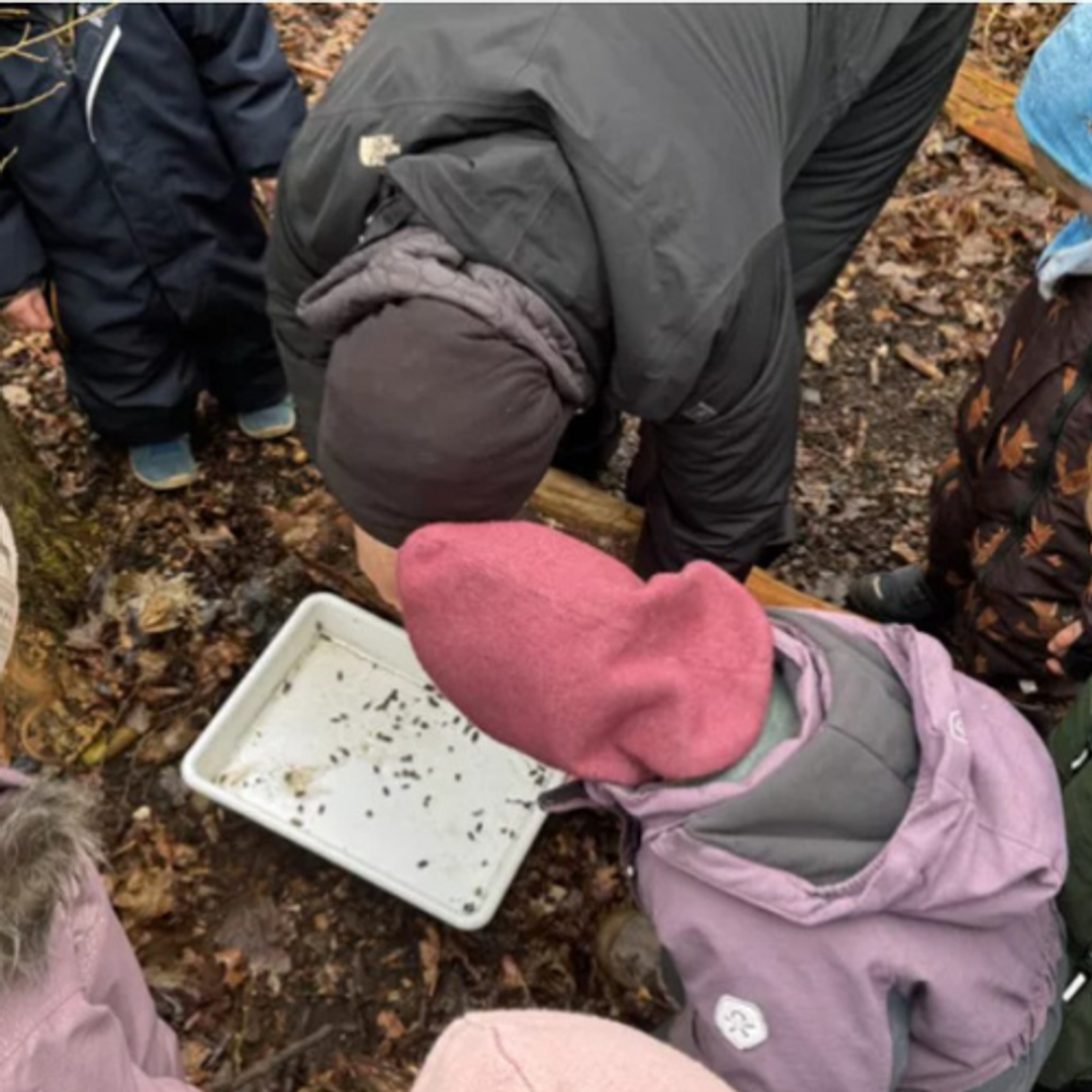 Børnehavebørn studerer myrer på udflugt med naturvejleder