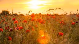 Trivselsagenter spotter problemer i tide