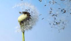 Spredning og videndeling