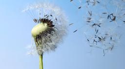 Spredning og videndeling