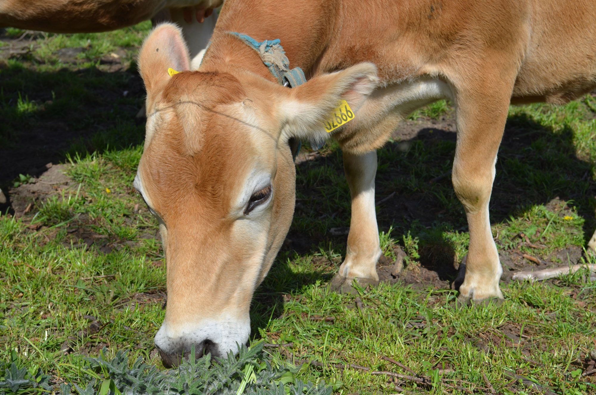 Landbruget er en del af den lokale historie