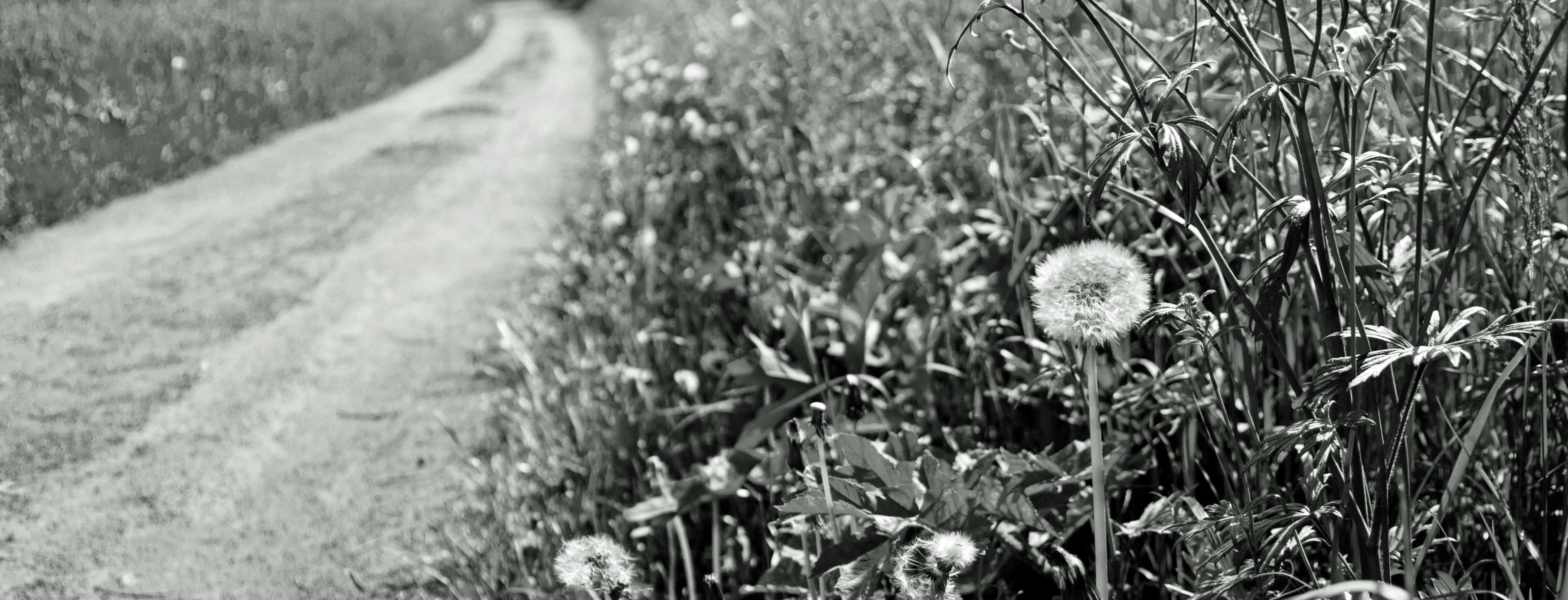 Sygefravær - et pejlemærke for stress