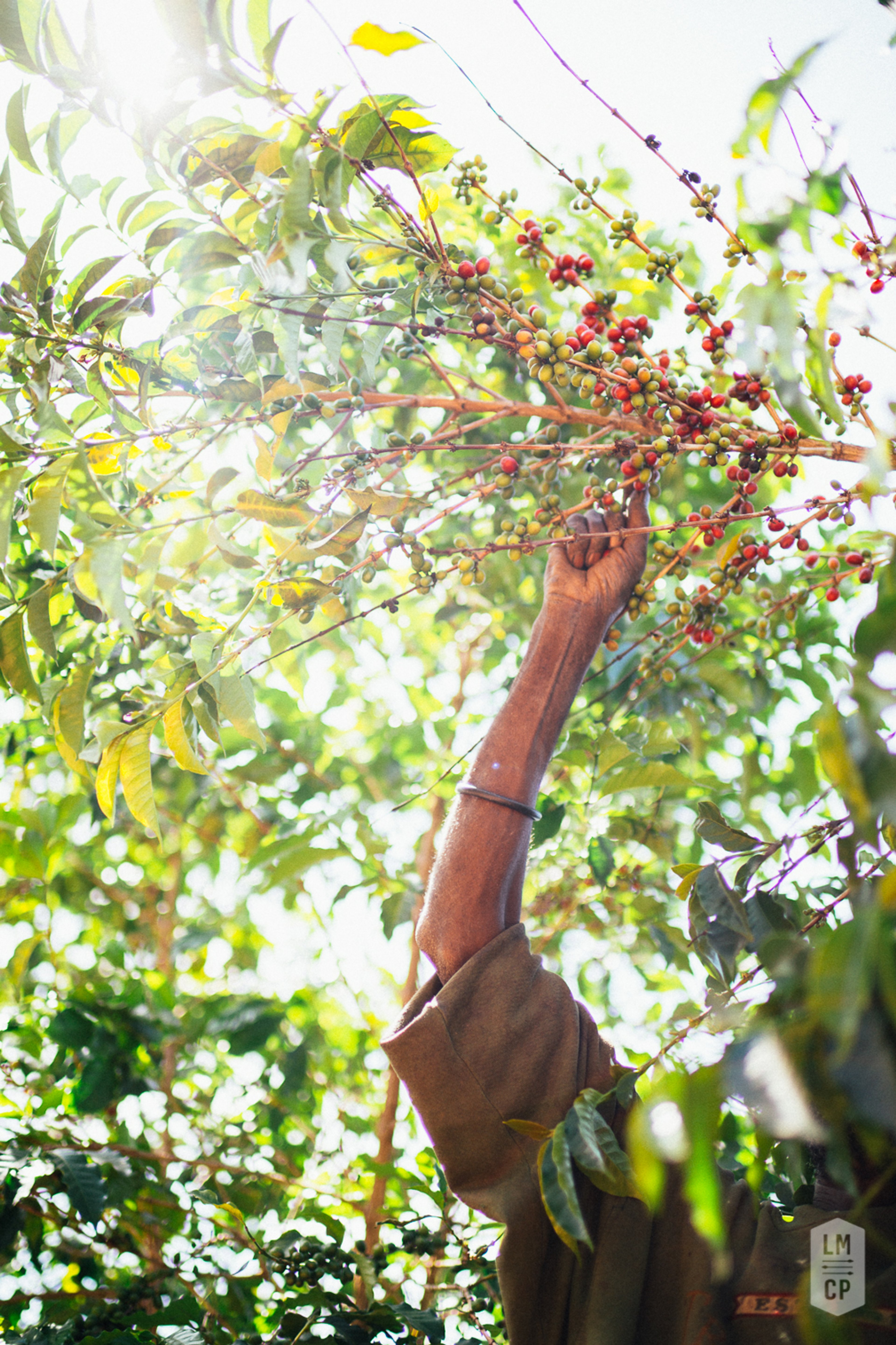 We source the majority of our world-class, speciality coffee from South and Central America.