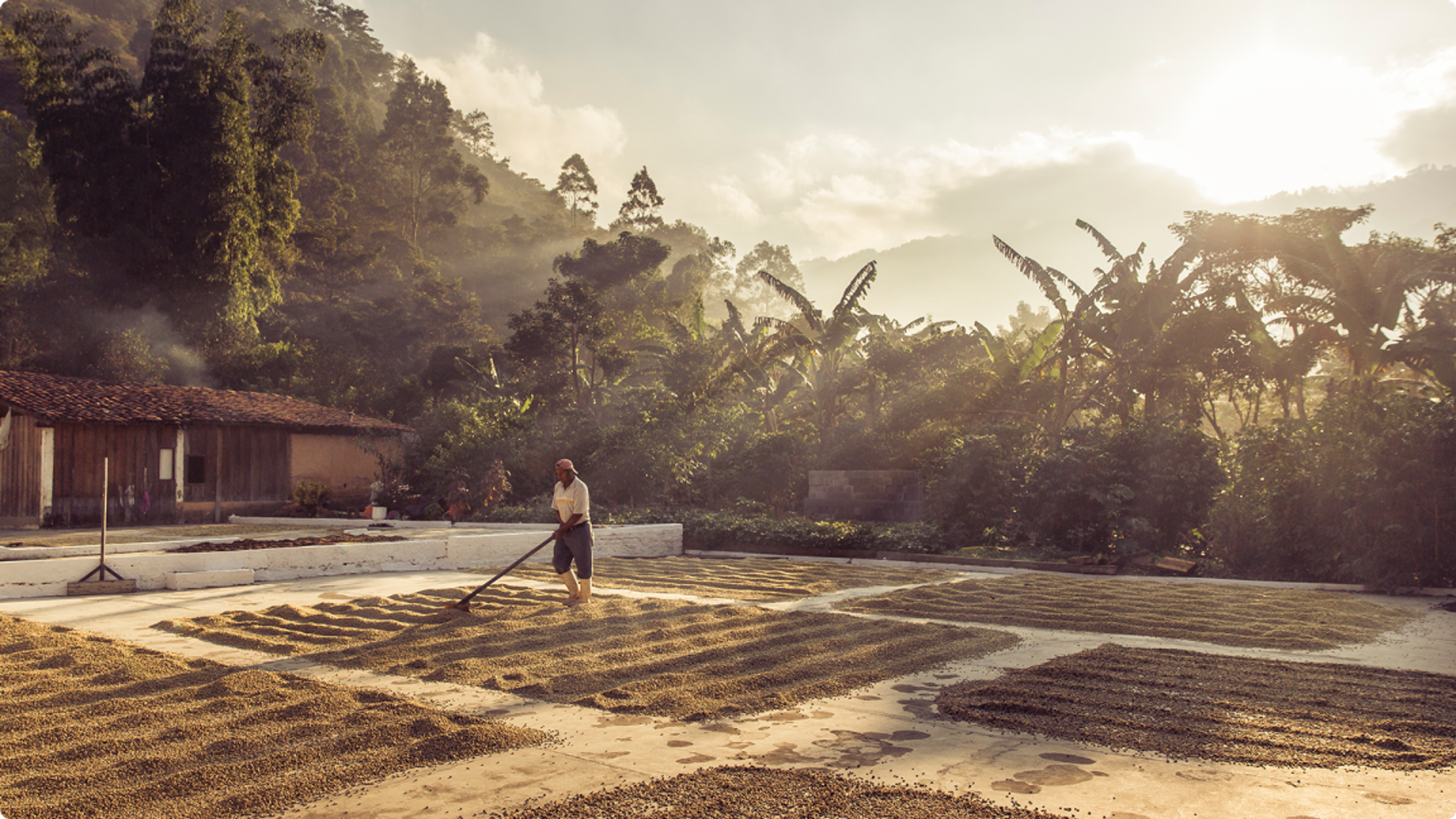 Coffee farmers