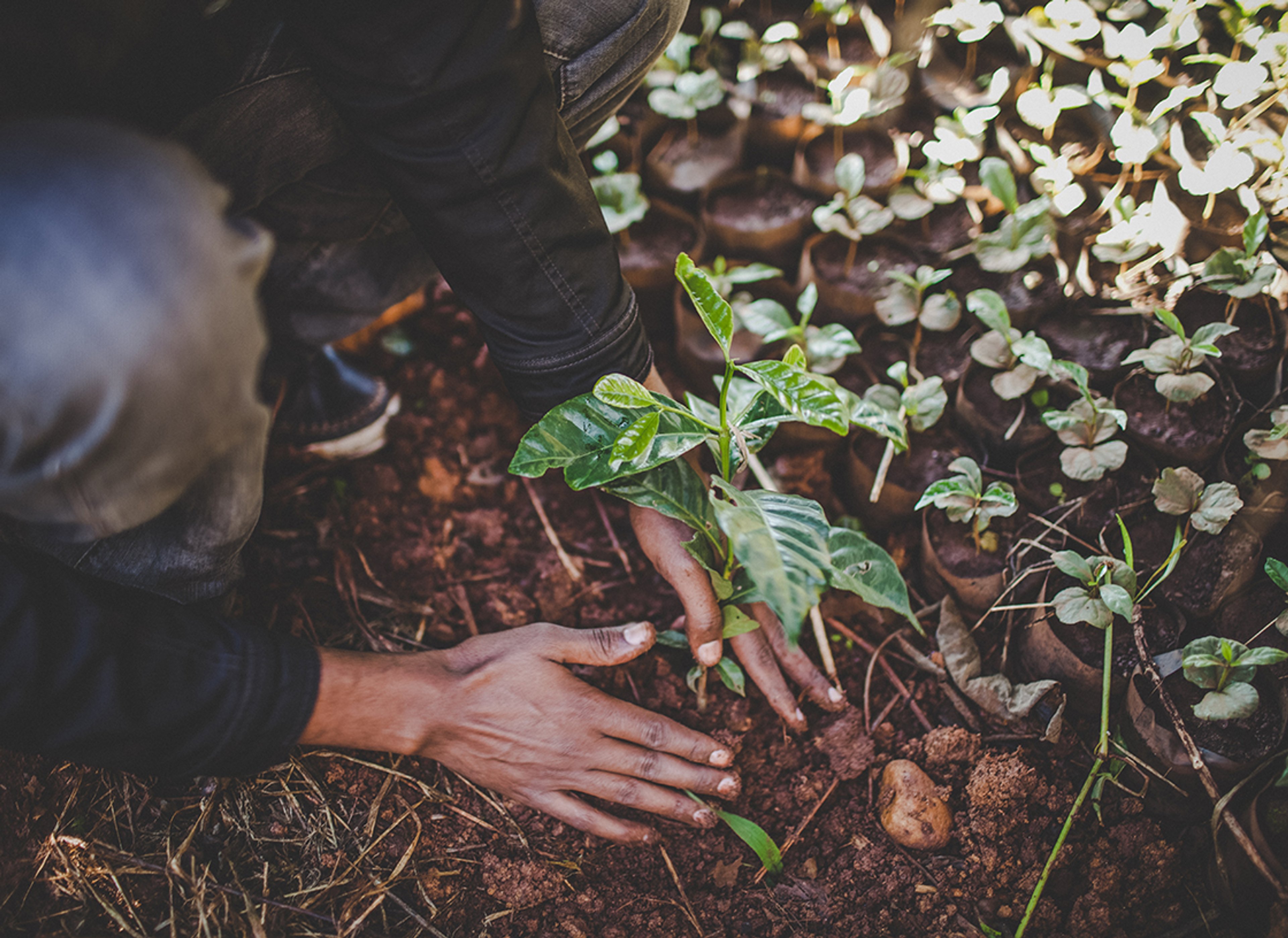 We make sure our coffee's journey contributes to a sustainable future.