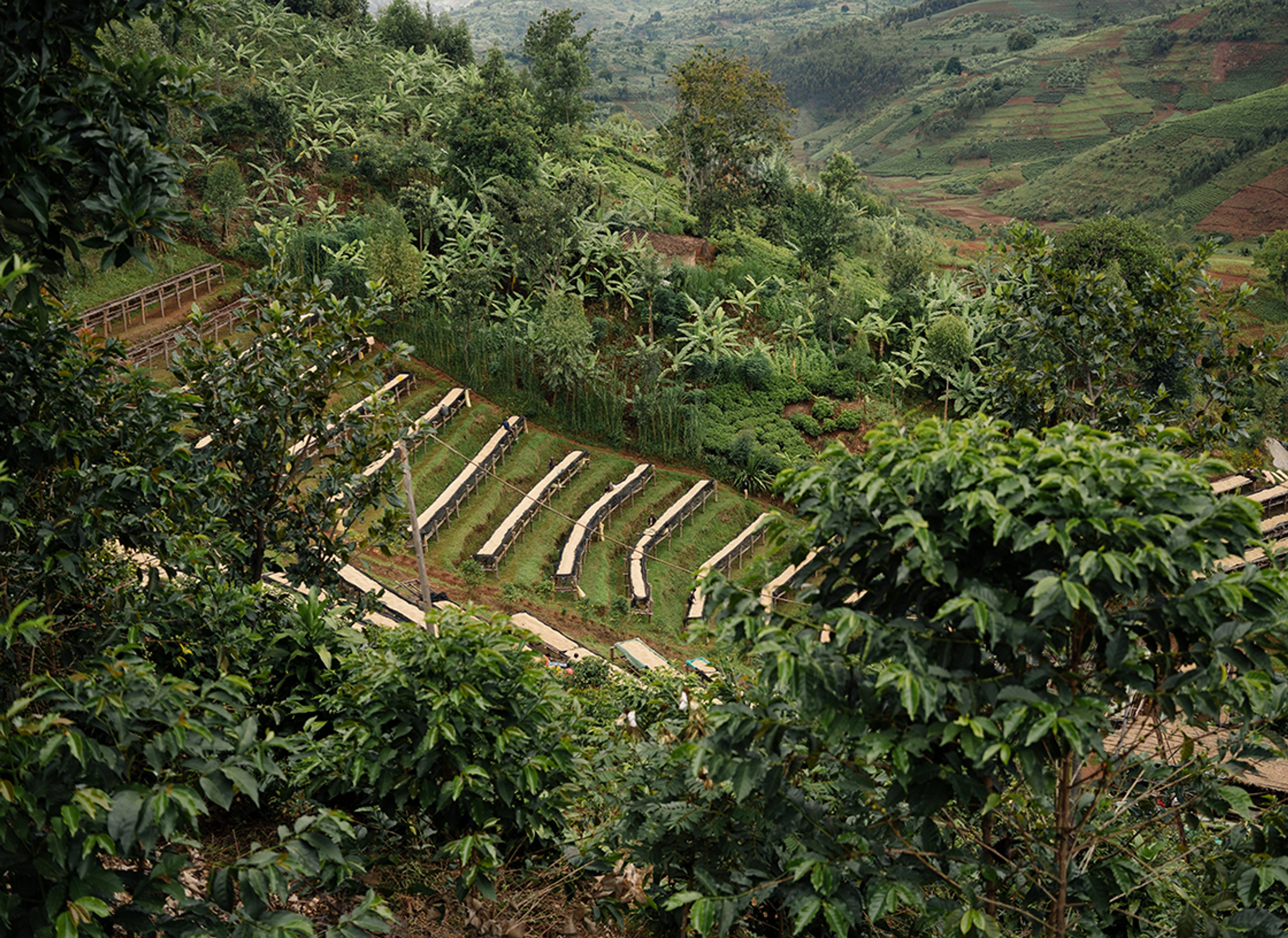 We roast freshly harvested coffee varieties from different origins all year round.