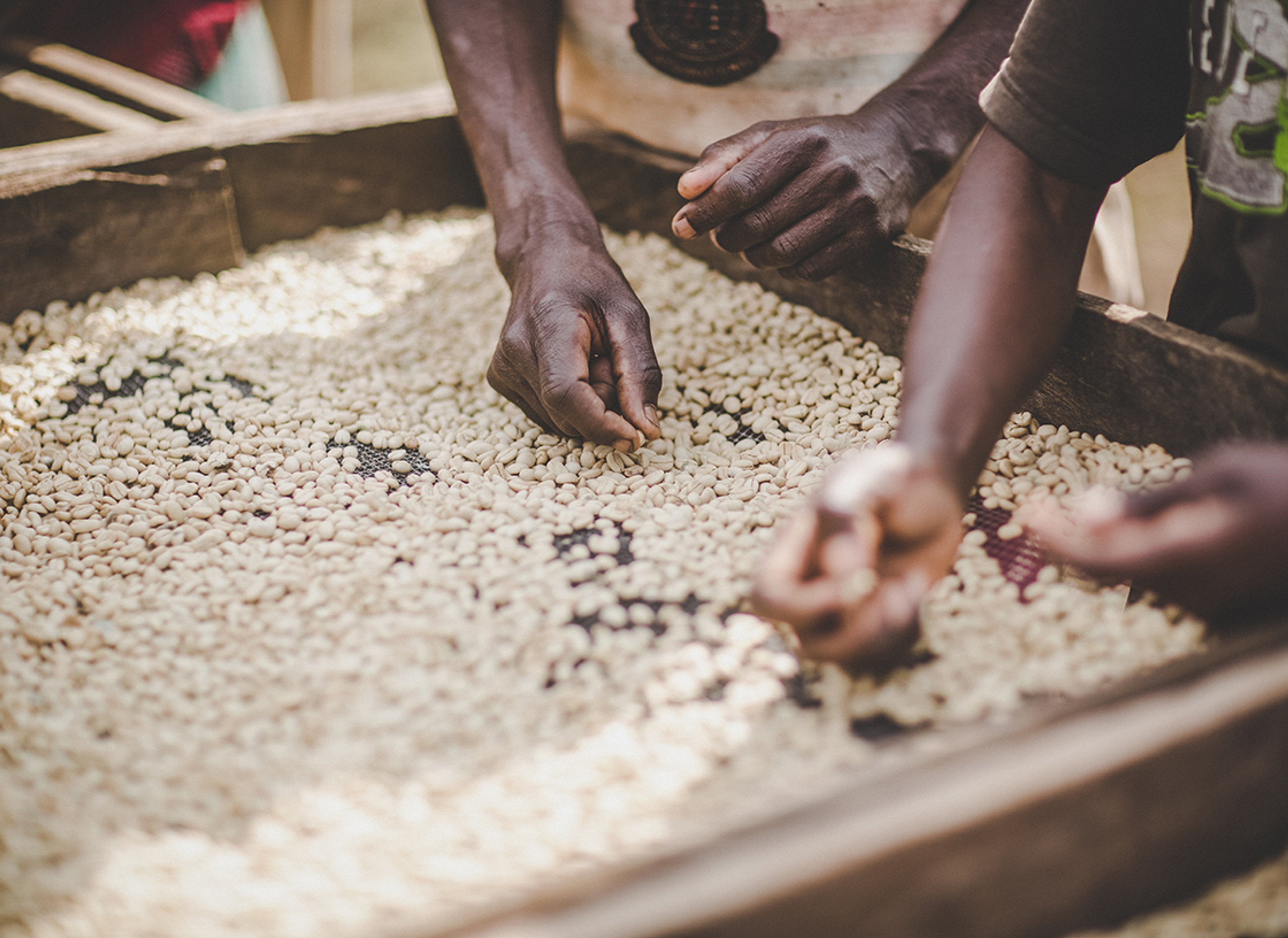 We ensure we know where and how our coffee has been grown