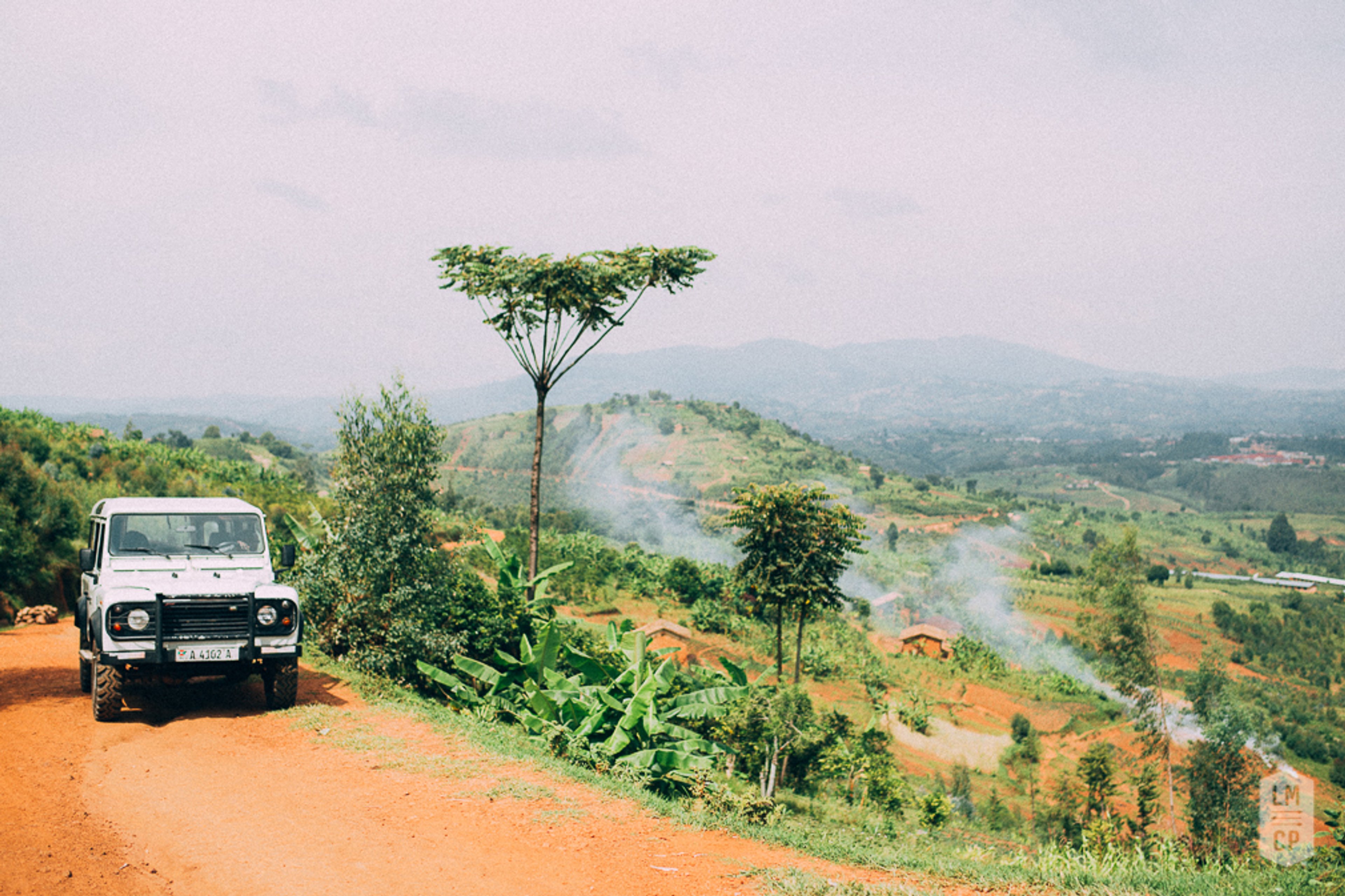 Coffee farm