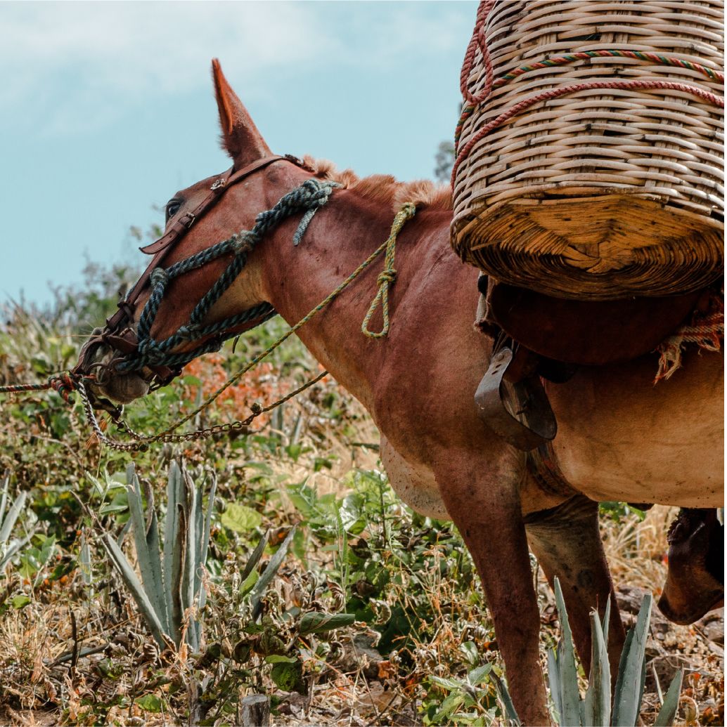 Caballo