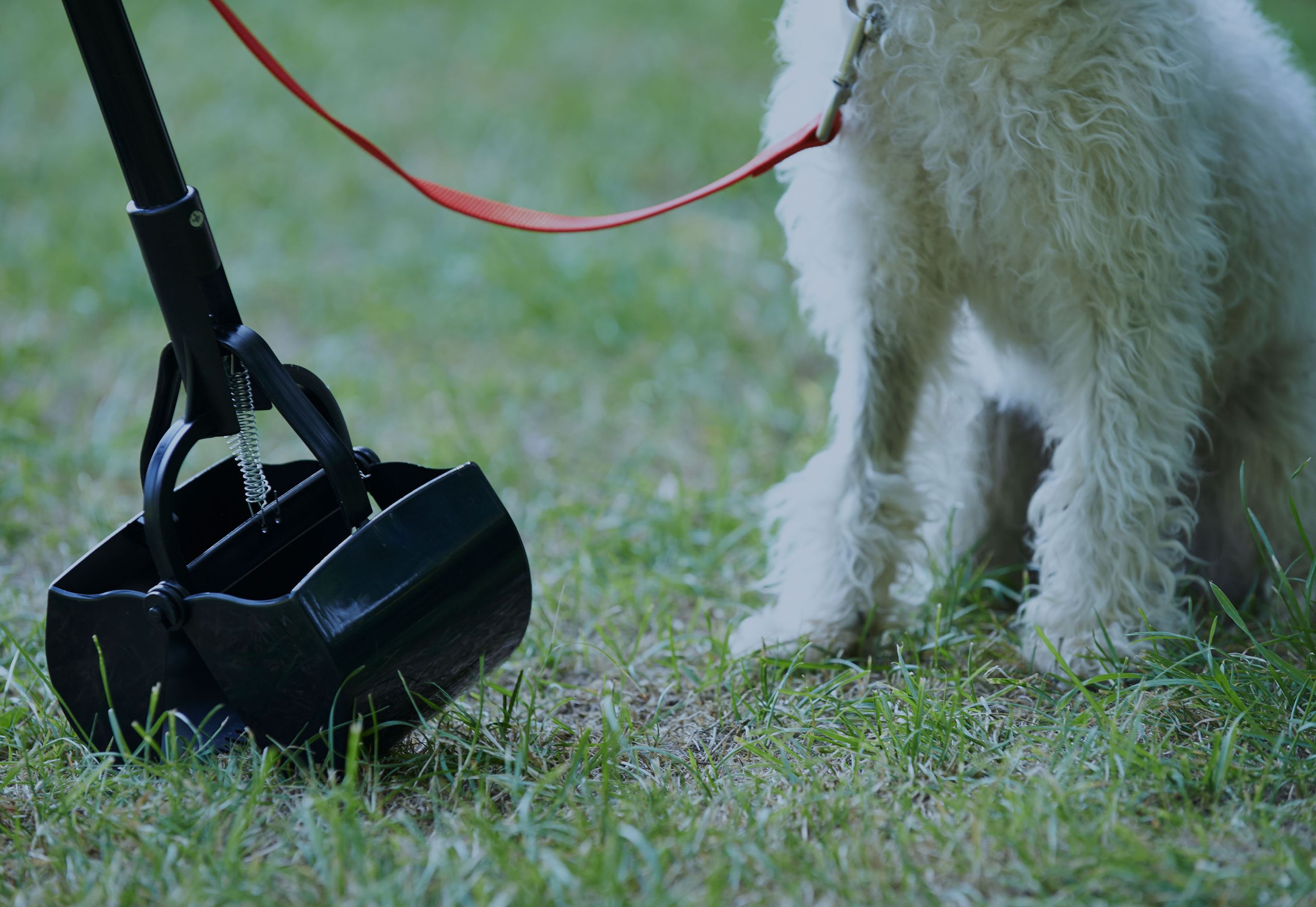 Pooper Scooper Business Software Scheduling, Billing, Mobile App