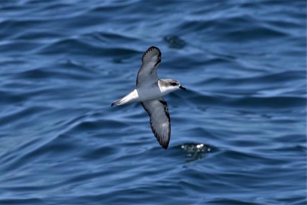 Seabird tracking data reveal global hotspots of exposure to marine ...