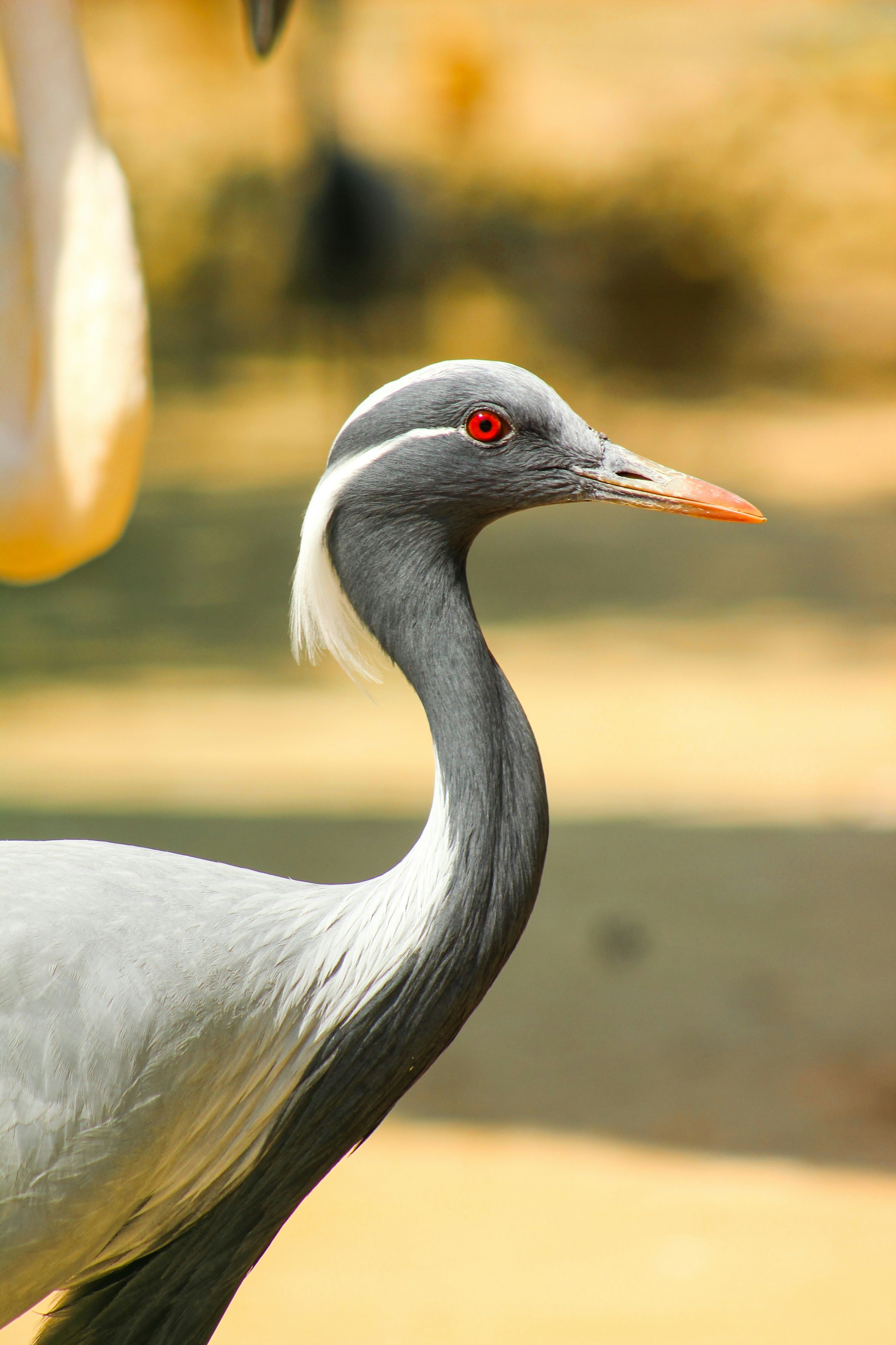 a Demoiselle Crane