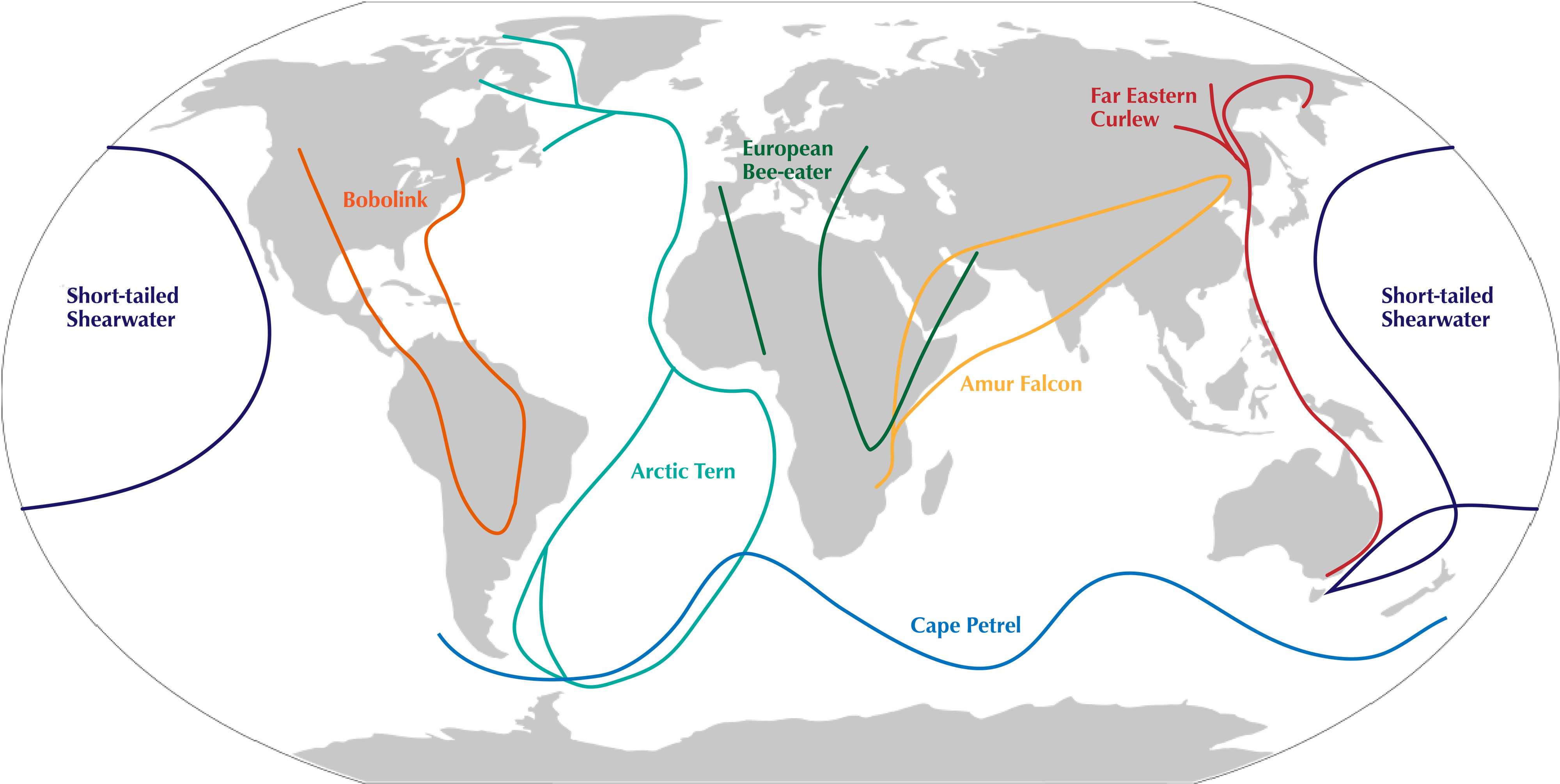 Migration Distance BirdLife DataZone