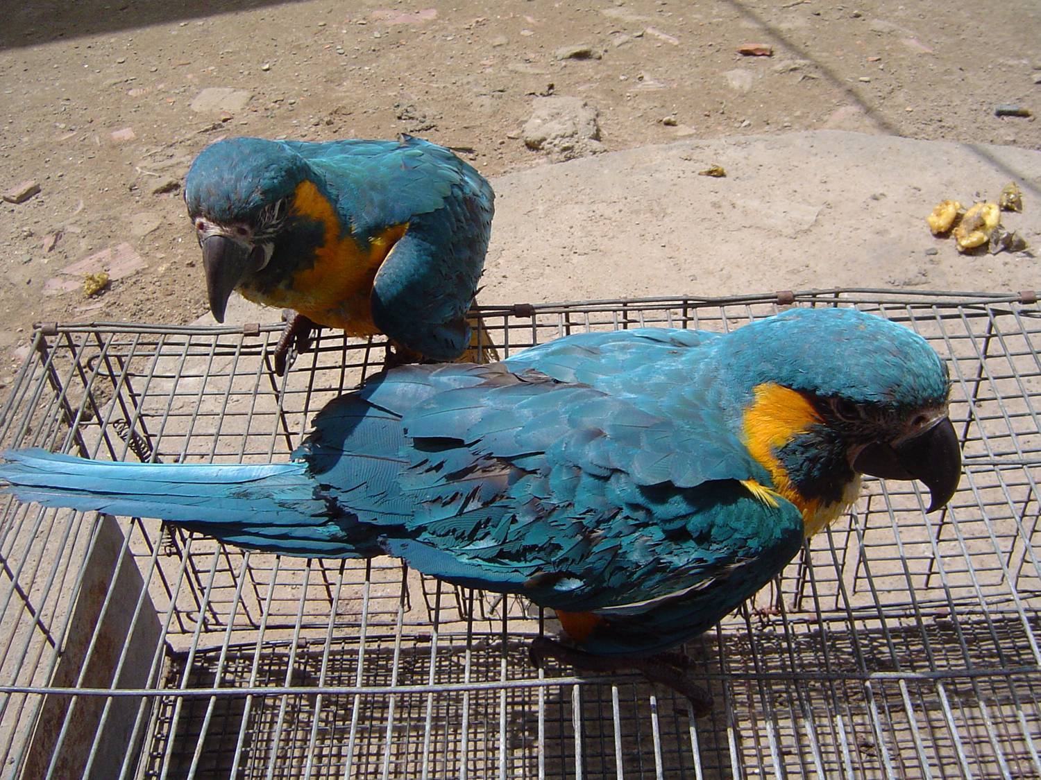 Brazil Factsheet | BirdLife DataZone