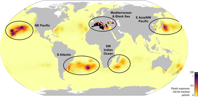 Seabird tracking data reveal global hotspots of exposure to marine ...