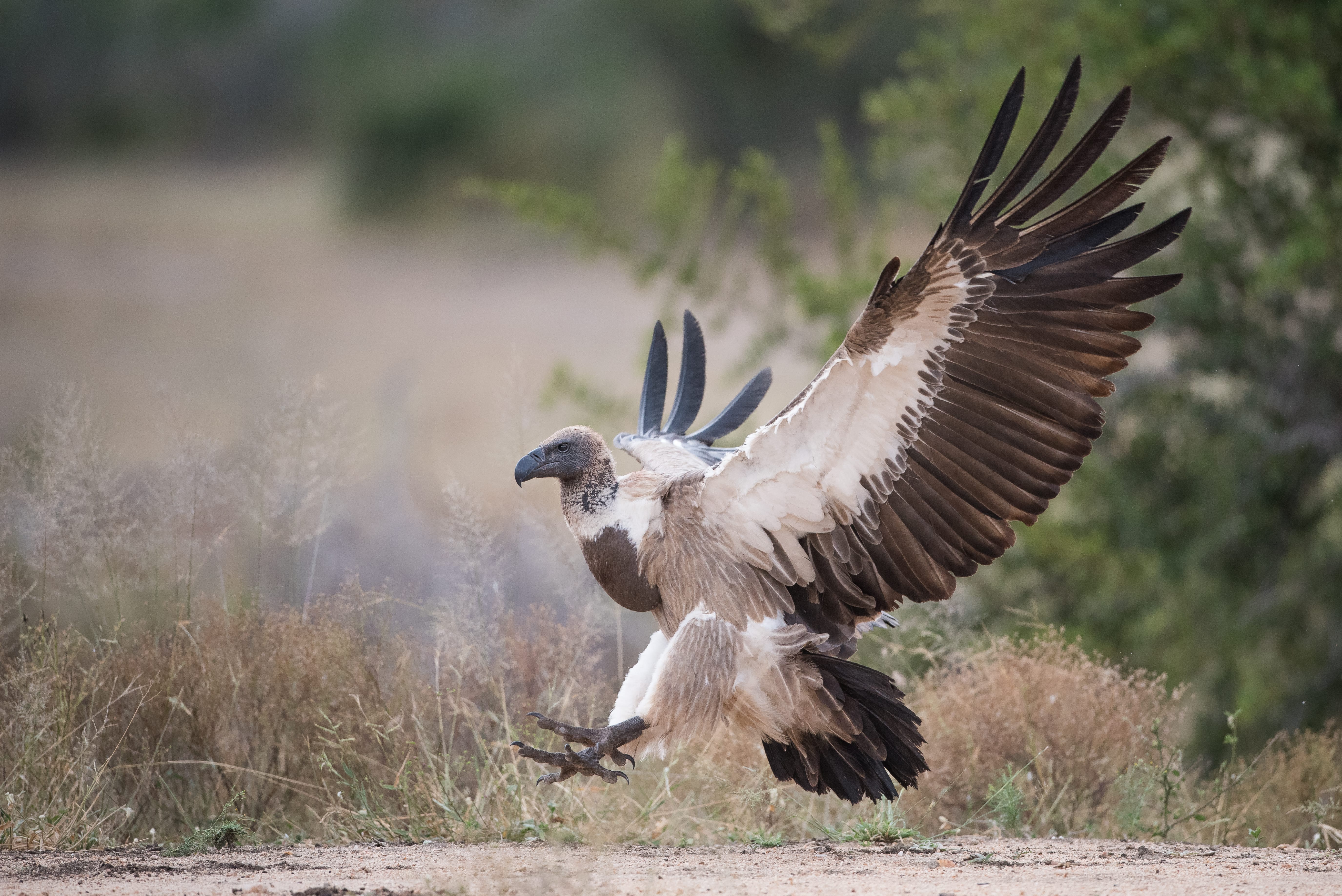 West African raptors are faring poorly outside of protected areas ...
