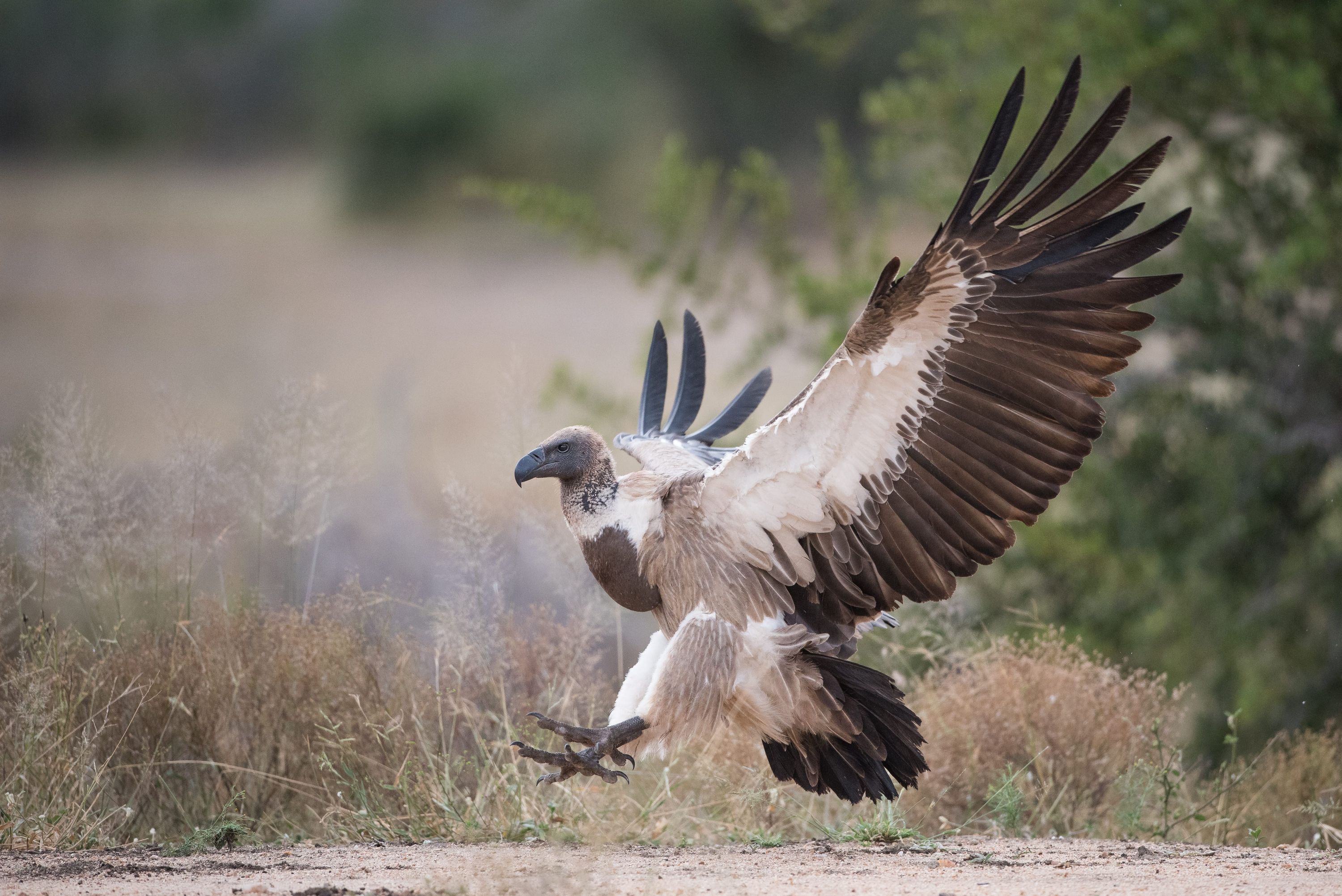 West African raptors are faring poorly outside of protected areas ...
