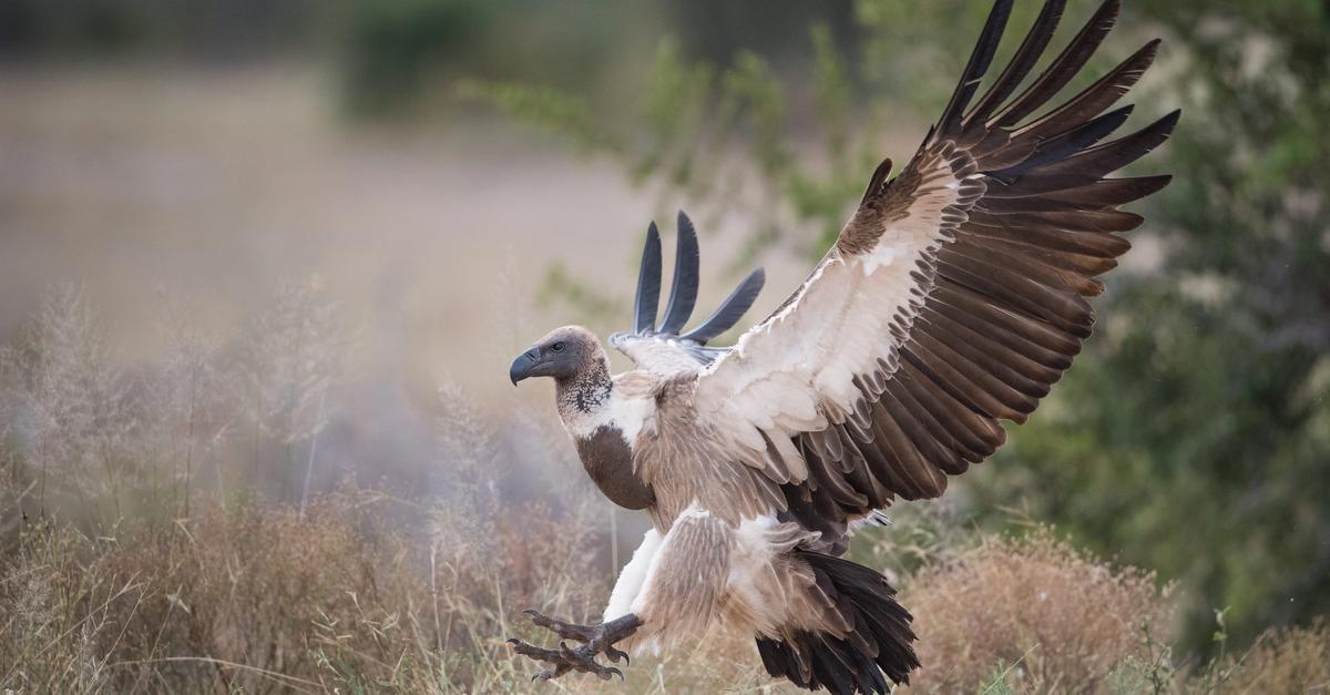 Protected Raptors West African raptors are faring poorly outside of protected areas ...