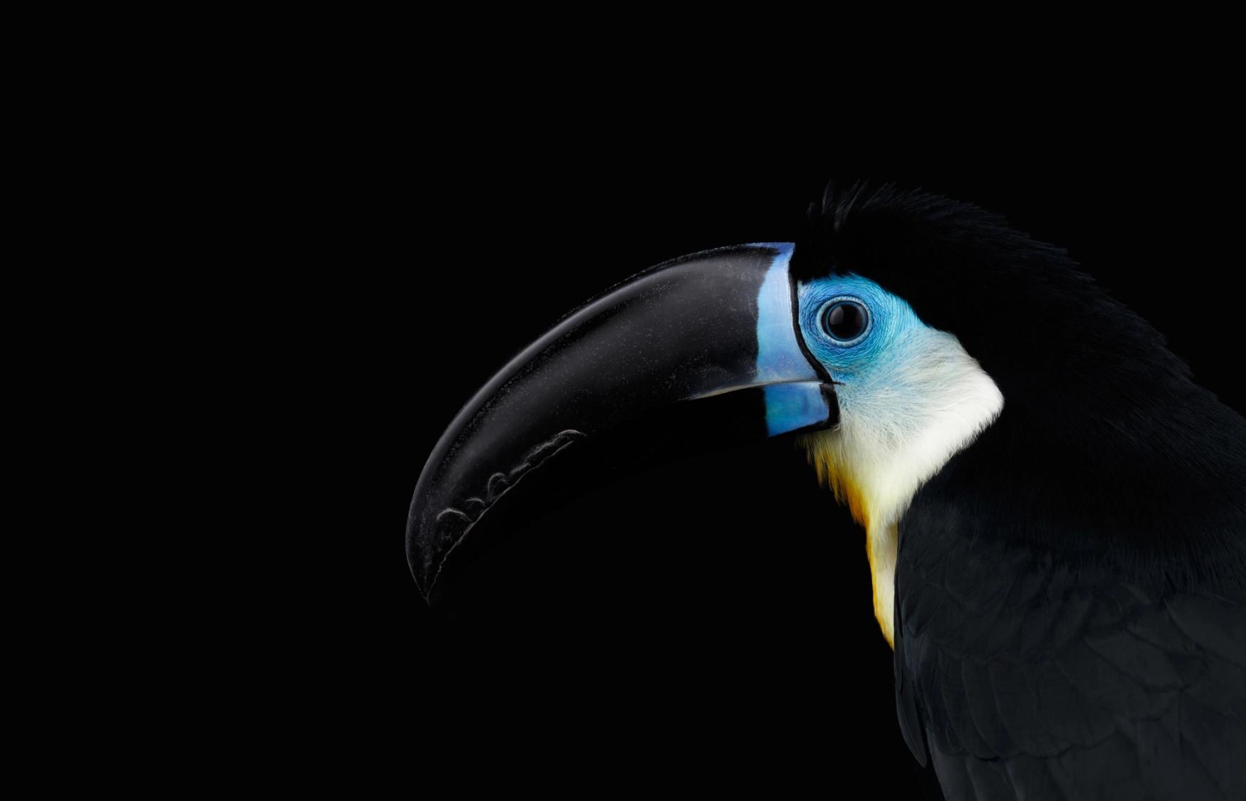 Birdlife Datazone Birdlife Datazone