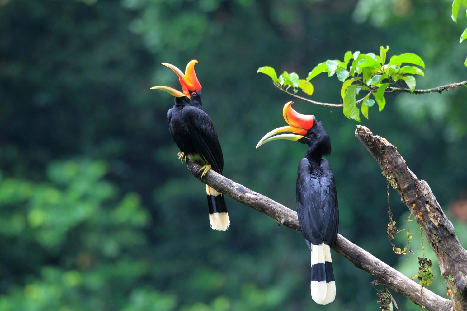 Threatened birds occur around the world, with some countries being ...
