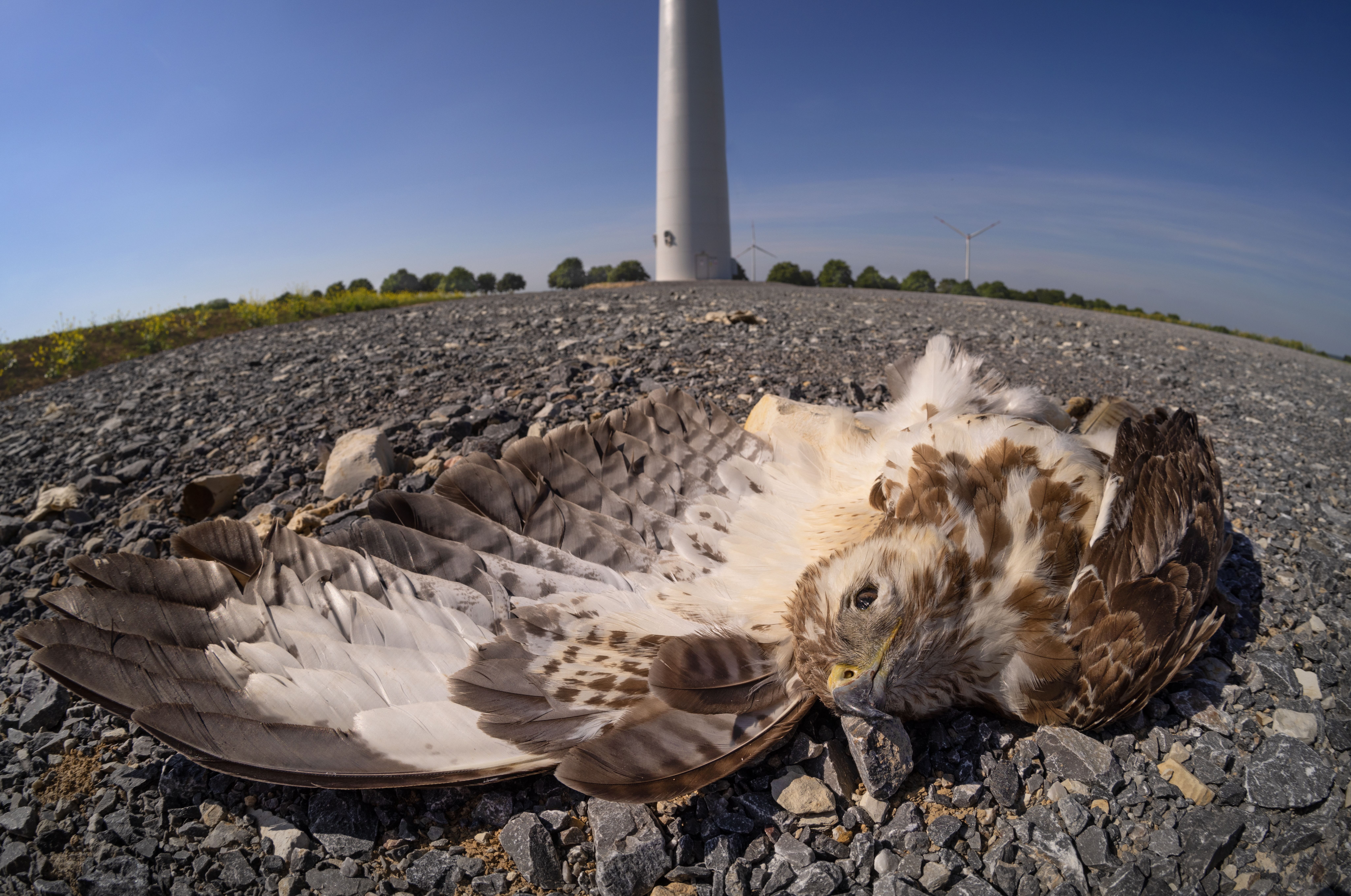 Insights | BirdLife DataZone