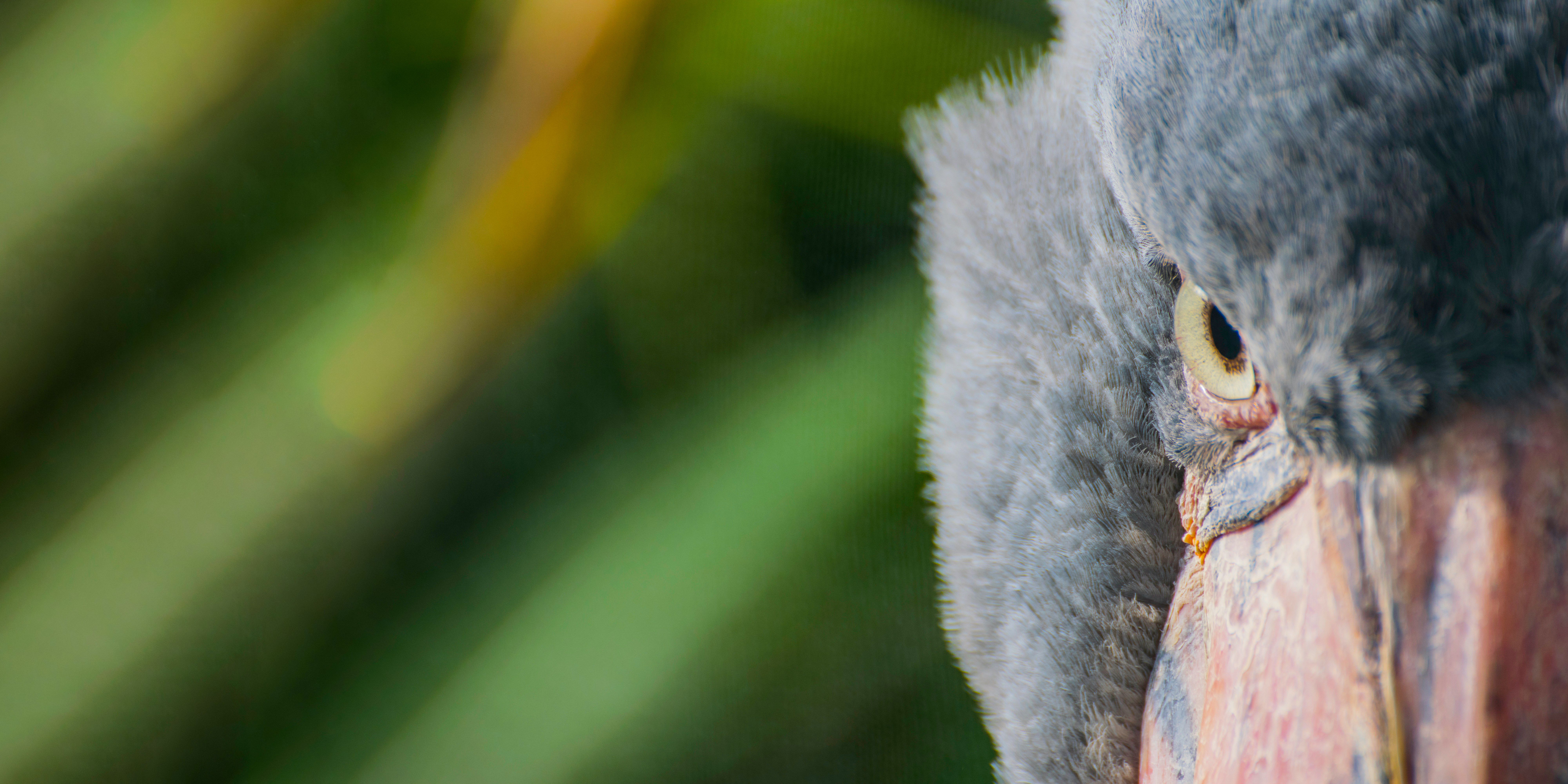 a close up of a bird 's face with a large beak .