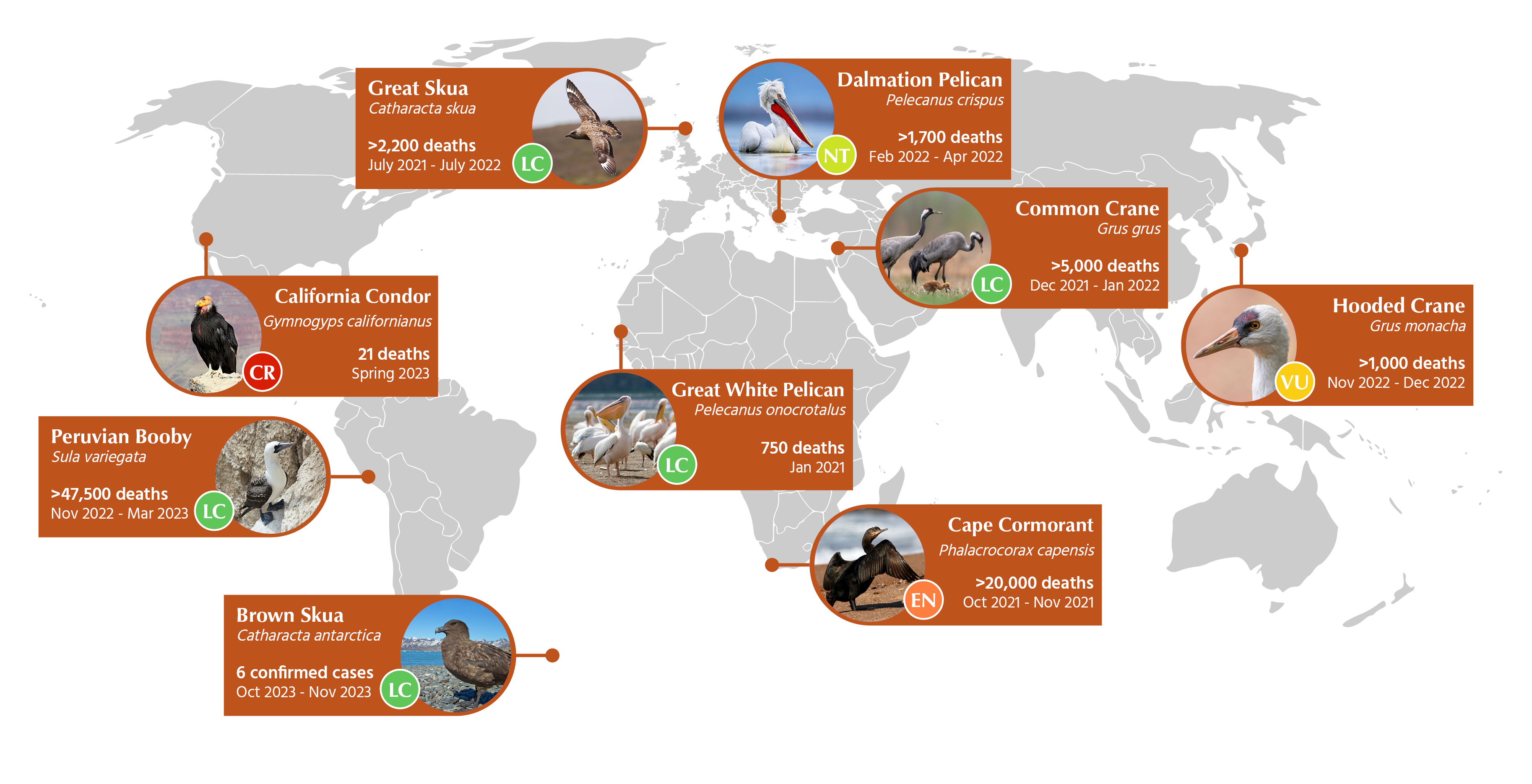 An unprecedented global epizootic of avian influenza is causing