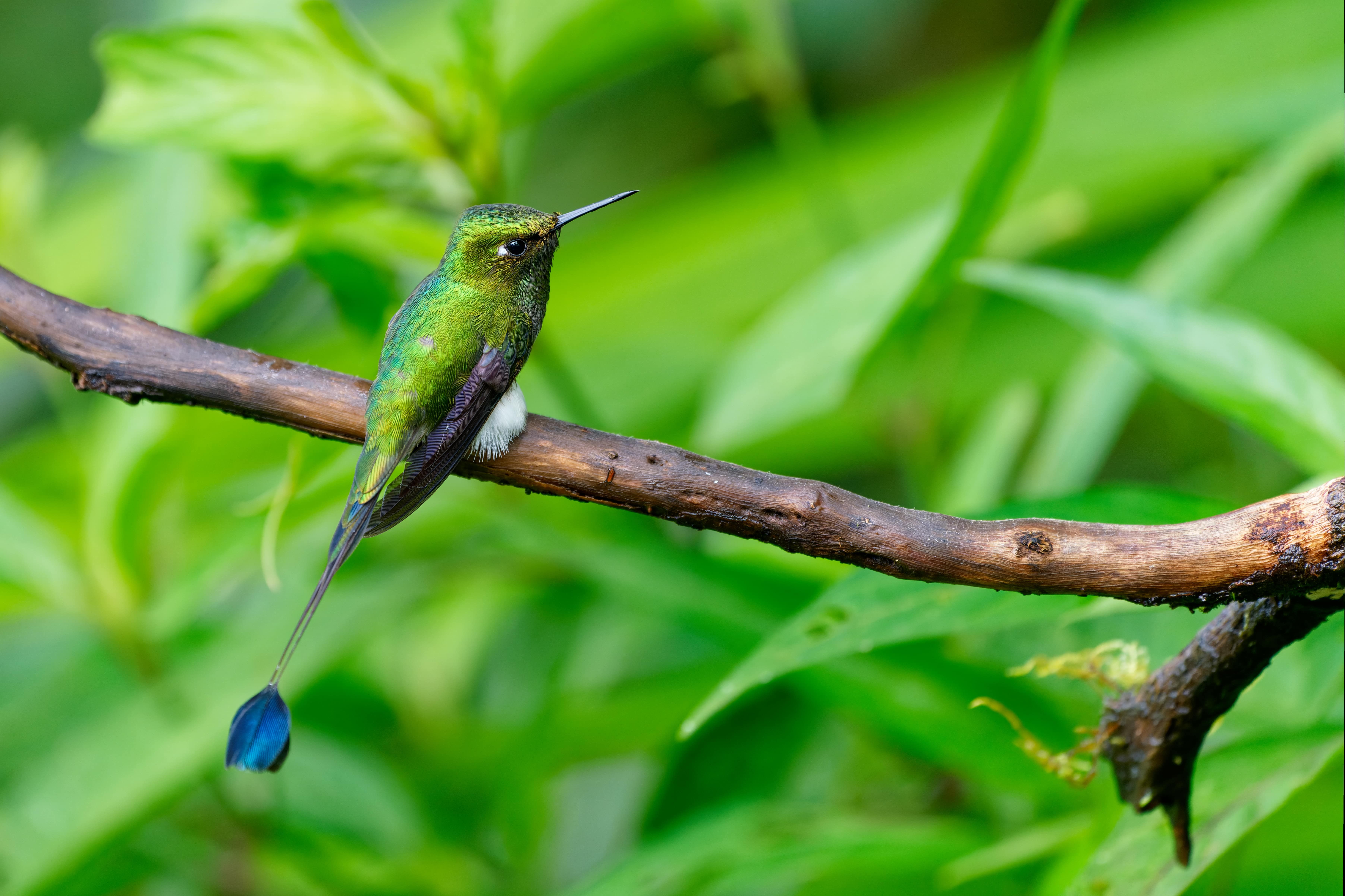 a hummingbird perched on a branch with a long tail .