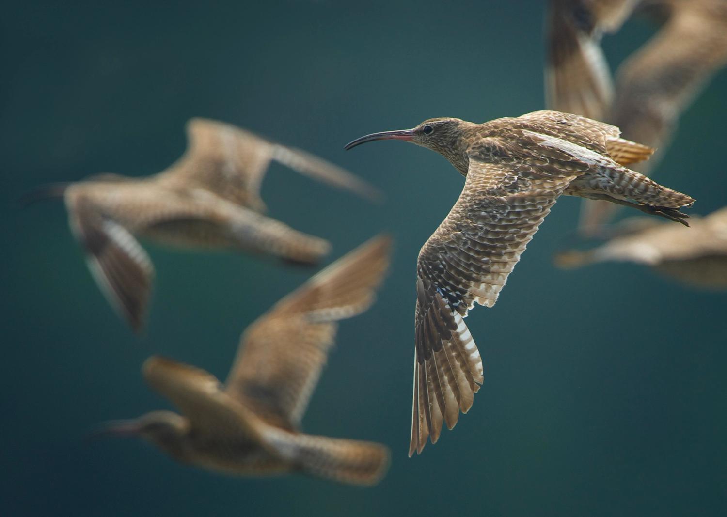 Insights Birdlife Datazone