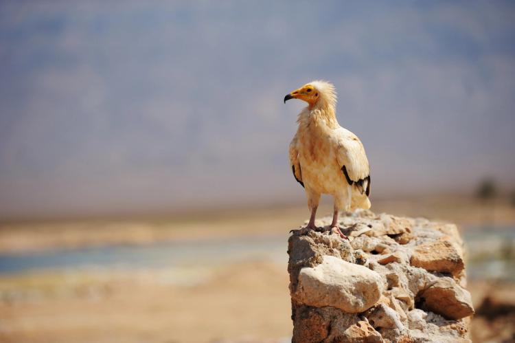 Birdlife Datazone Birdlife Datazone