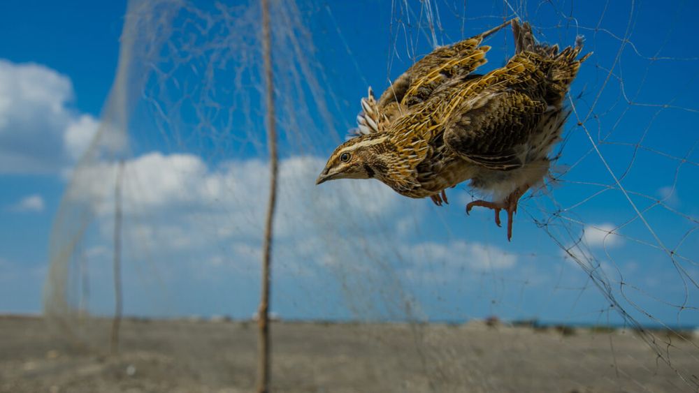 The Killing 3.0 | BirdLife DataZone