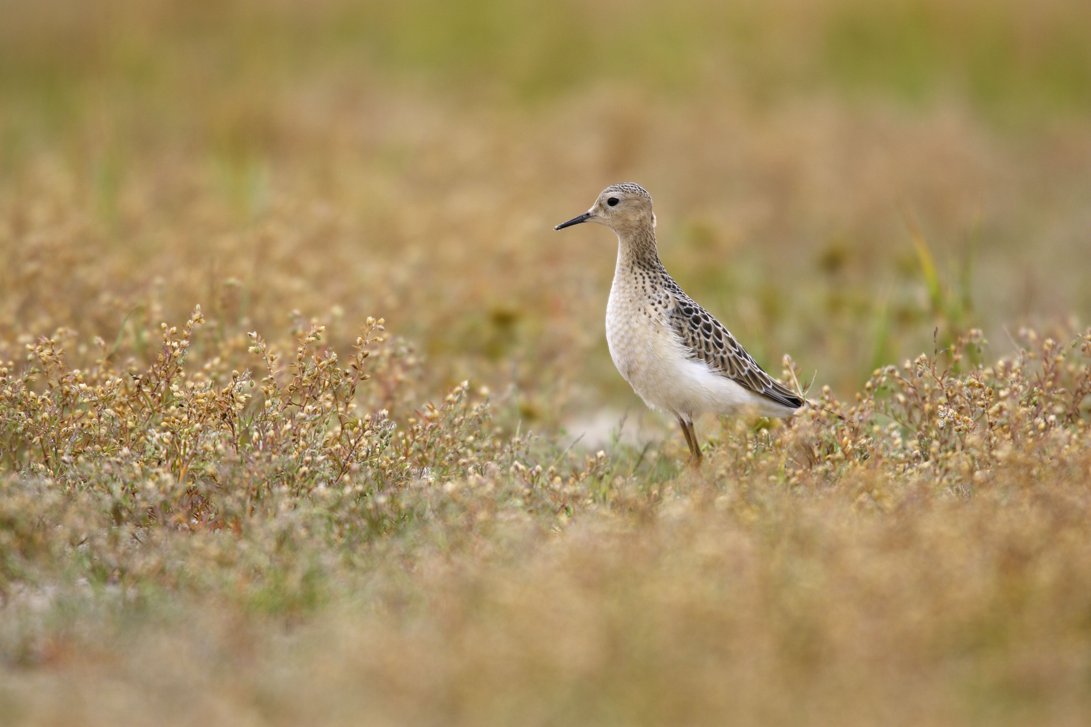 Buff-breasted Sandpiper