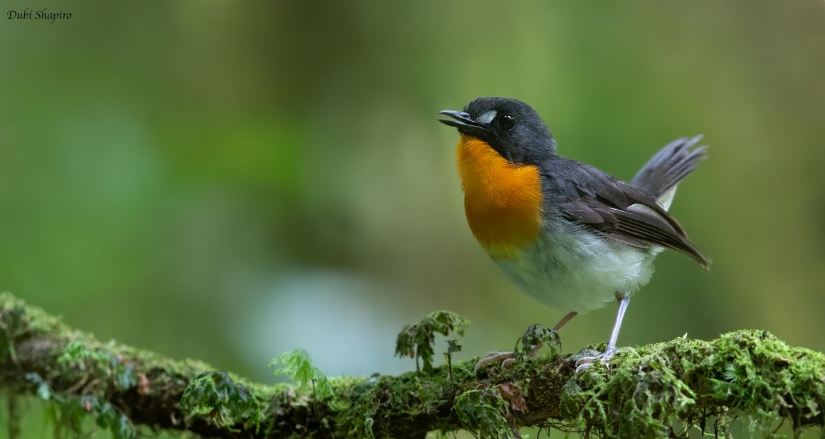 a small bird is perched on a mossy branch .
